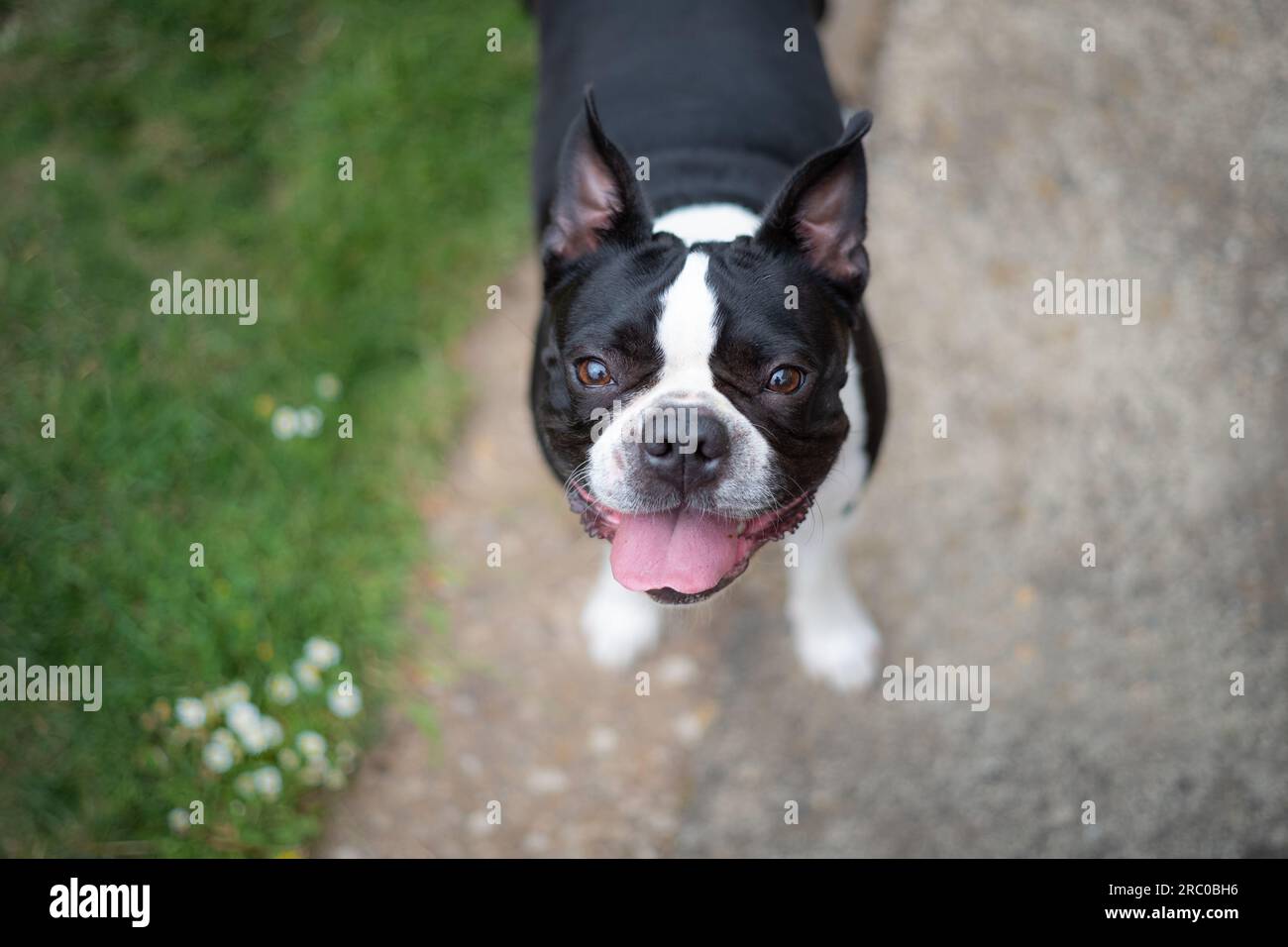Boston Terrier dog standing and looking up at the camera, her tongue is out and she looks happy. Stock Photo