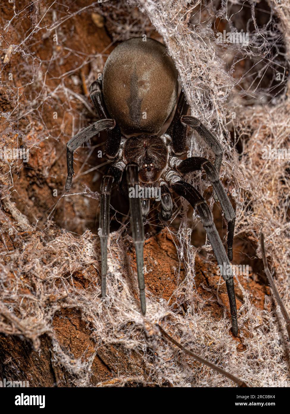Southern House Spider of the species Kukulcania hibernalis Stock Photo Alamy