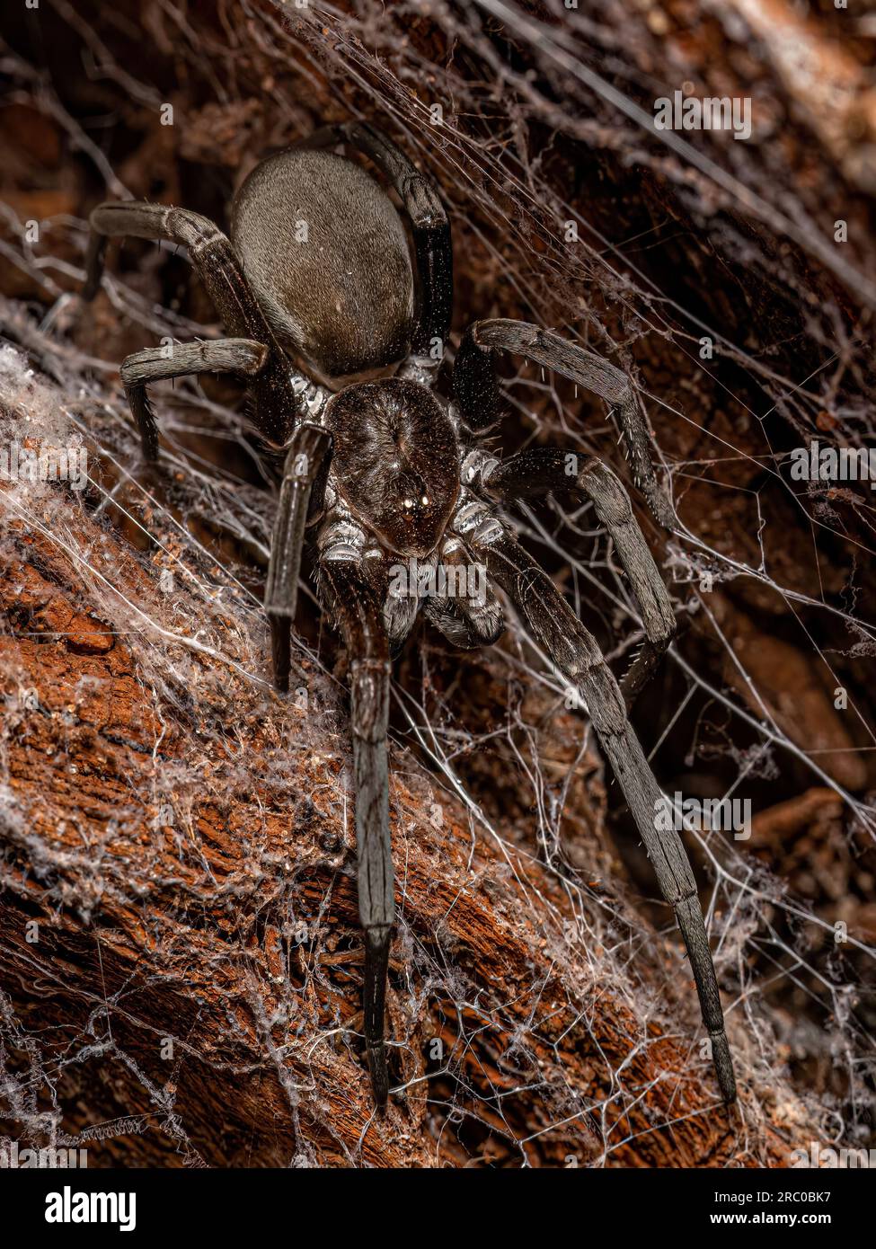 Southern House Spider of the species Kukulcania hibernalis Stock Photo Alamy