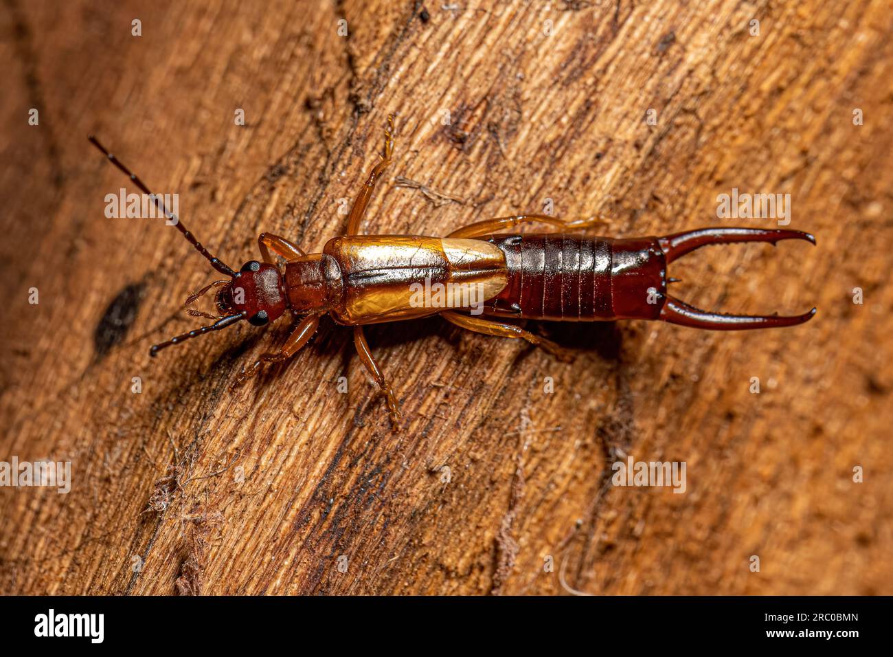 Adult Common Earwig of the order Dermaptera Stock Photo