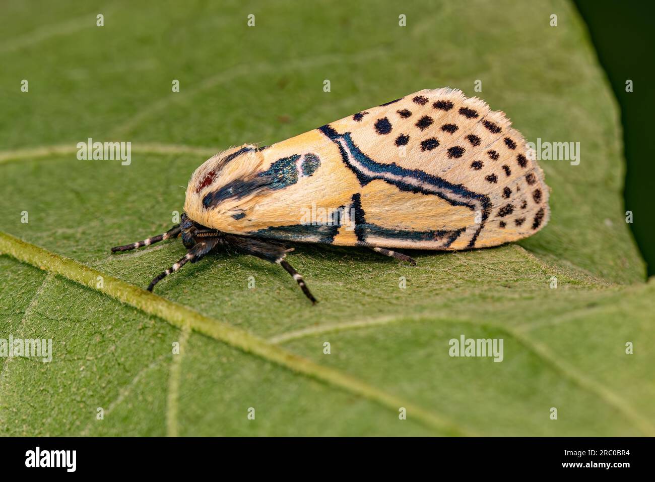 Adult Hieroglyphic Moth of the species Diphthera festiva Stock Photo
