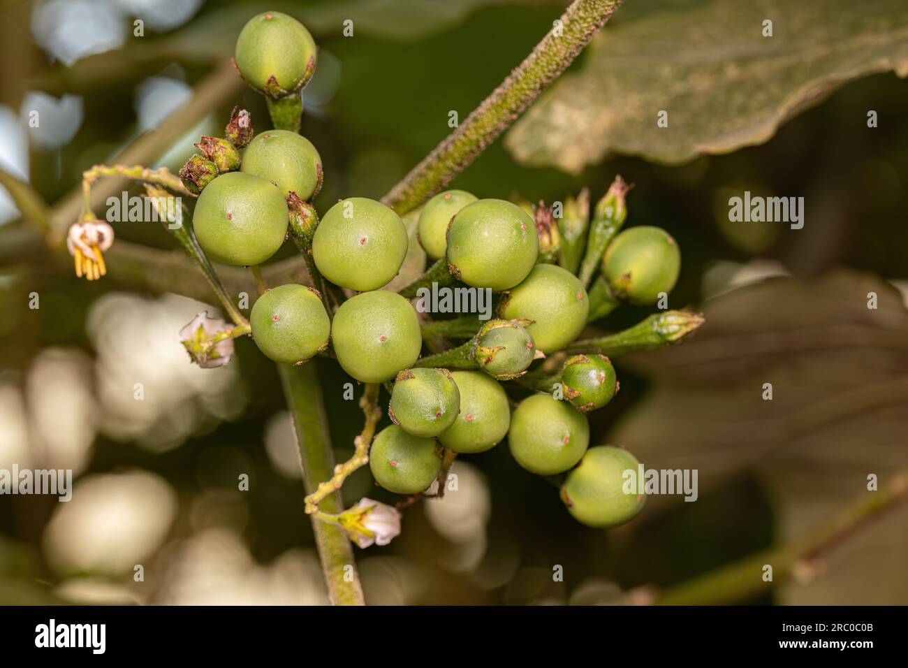 flowering plant of the species Solanum torvum commonly known as jurubeba a nightshade common in almost all of Brazil Stock Photo