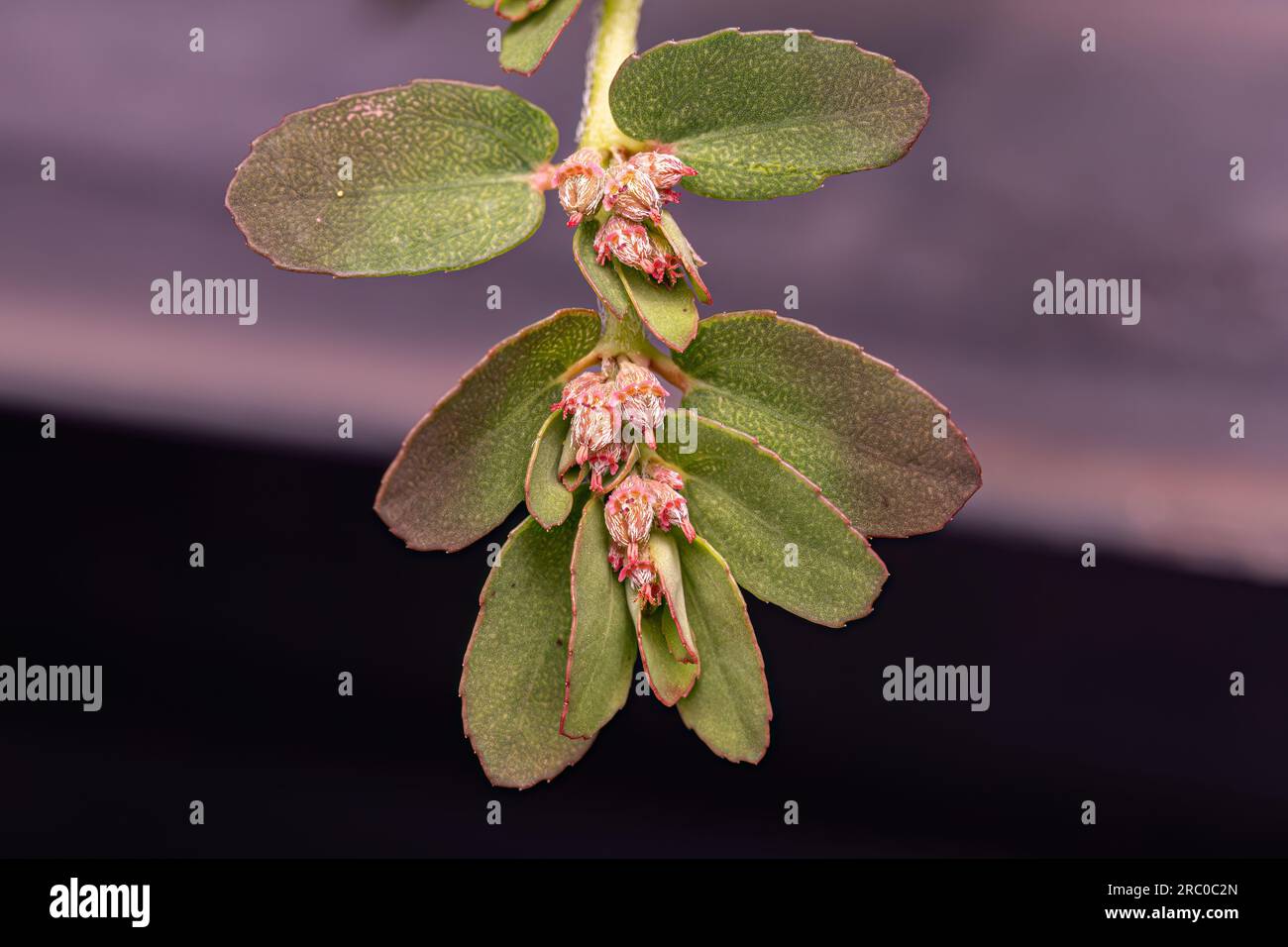 Red Caustic-Creeper Plant of the species Euphorbia thymifolia Stock Photo