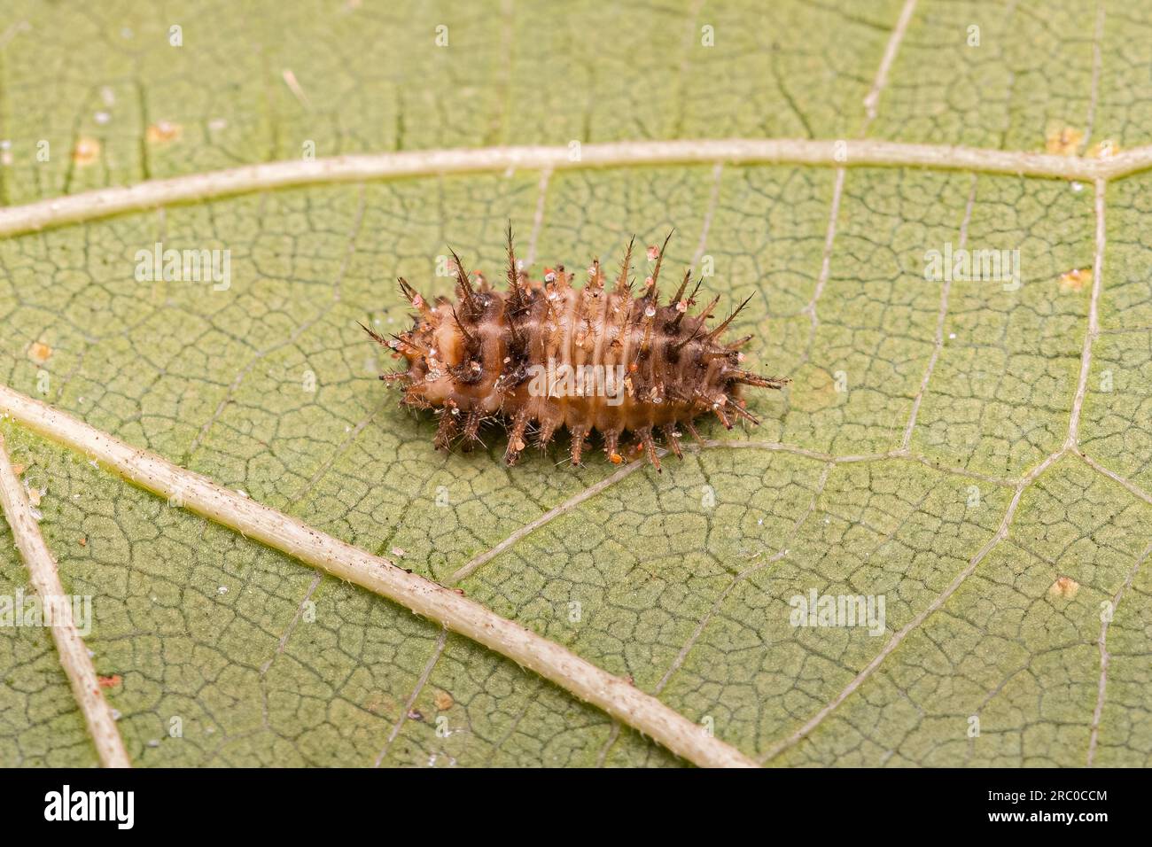 Scalefeeding Lady Beetle Larva of the species Chilocorus nigritus