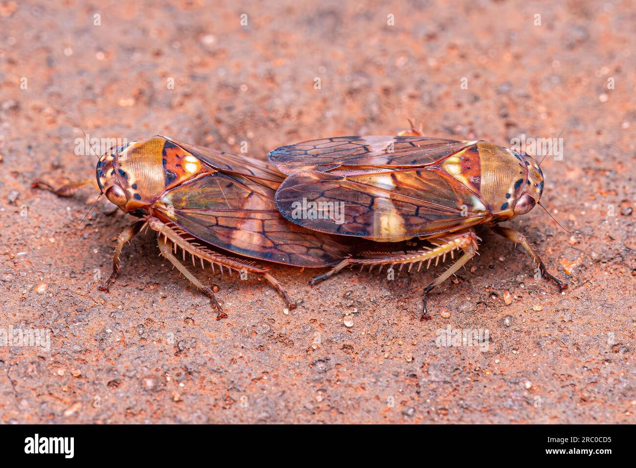 Adult Typical Leafhopper of the Tribe Gyponini Stock Photo Alamy