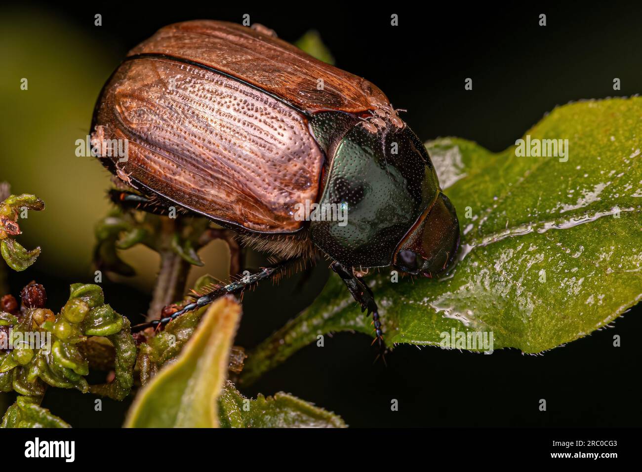 Adult Brown Scarab of the Family Scarabaeidae with acari Stock Photo