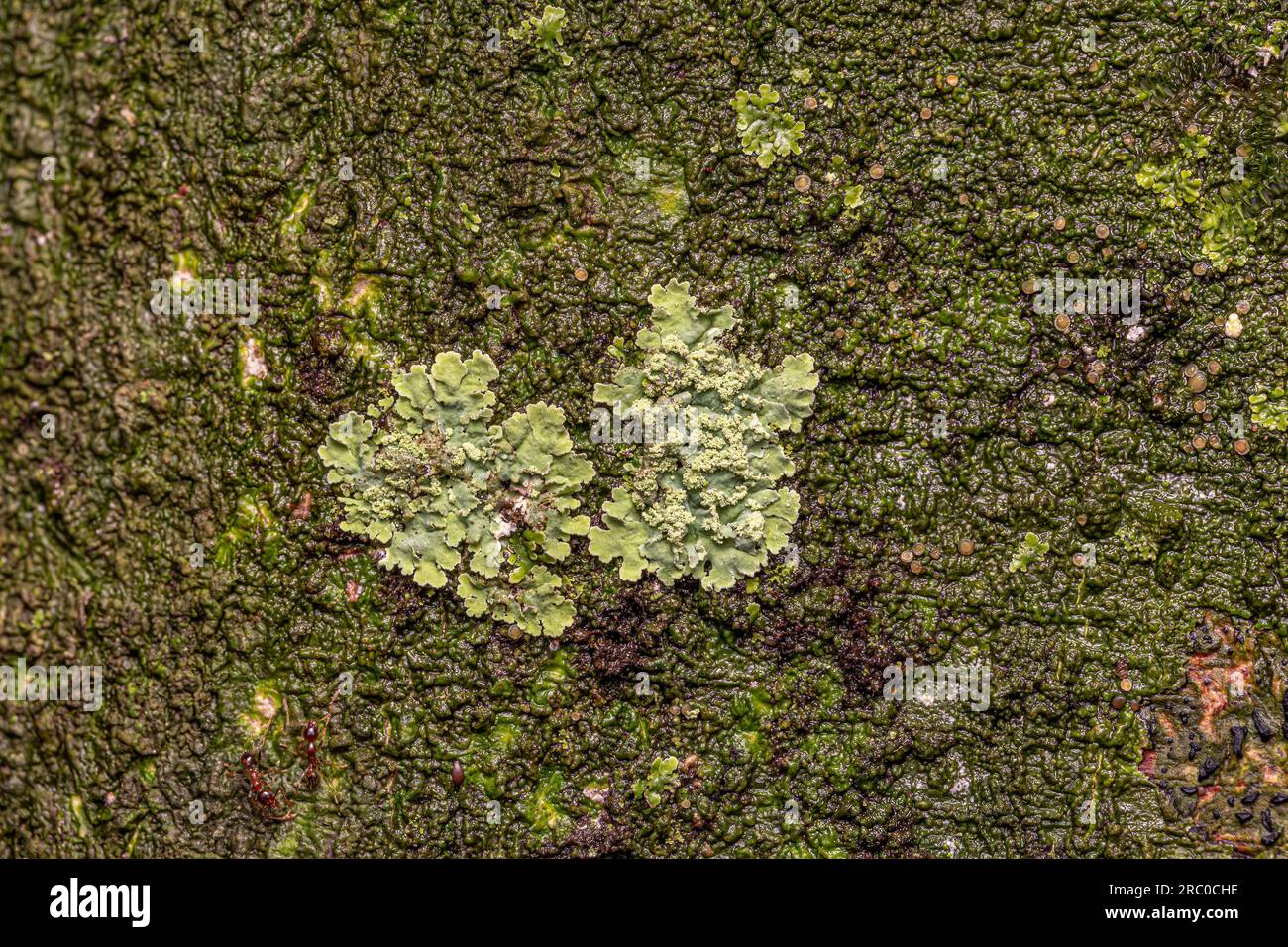 Small Shield Lichen of the Family Parmeliaceae Stock Photo