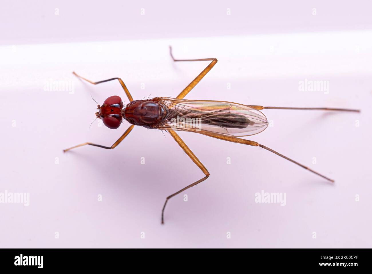 Adult Stiltlegged Fly of the Subfamily Taeniapterinae Stock Photo Alamy
