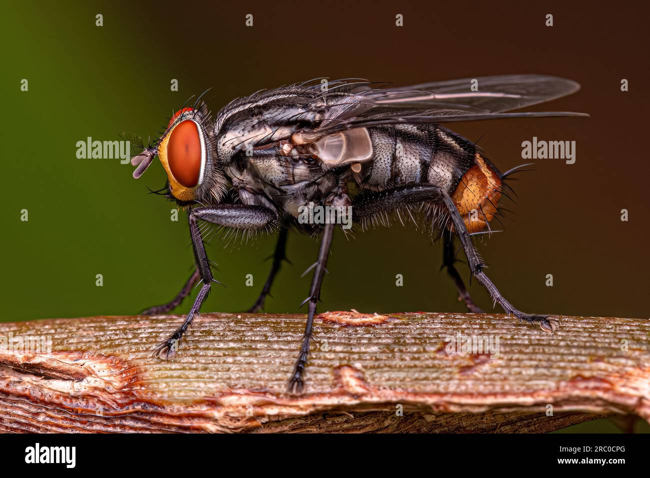 Adult Flesh Fly of the Family Sarcophagidae Stock Photo