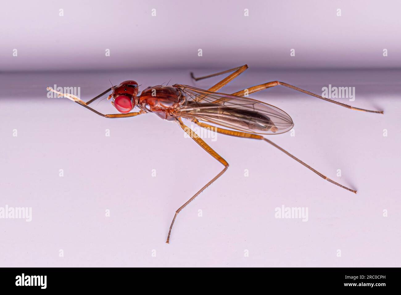 Adult Stiltlegged Fly of the Subfamily Taeniapterinae Stock Photo Alamy