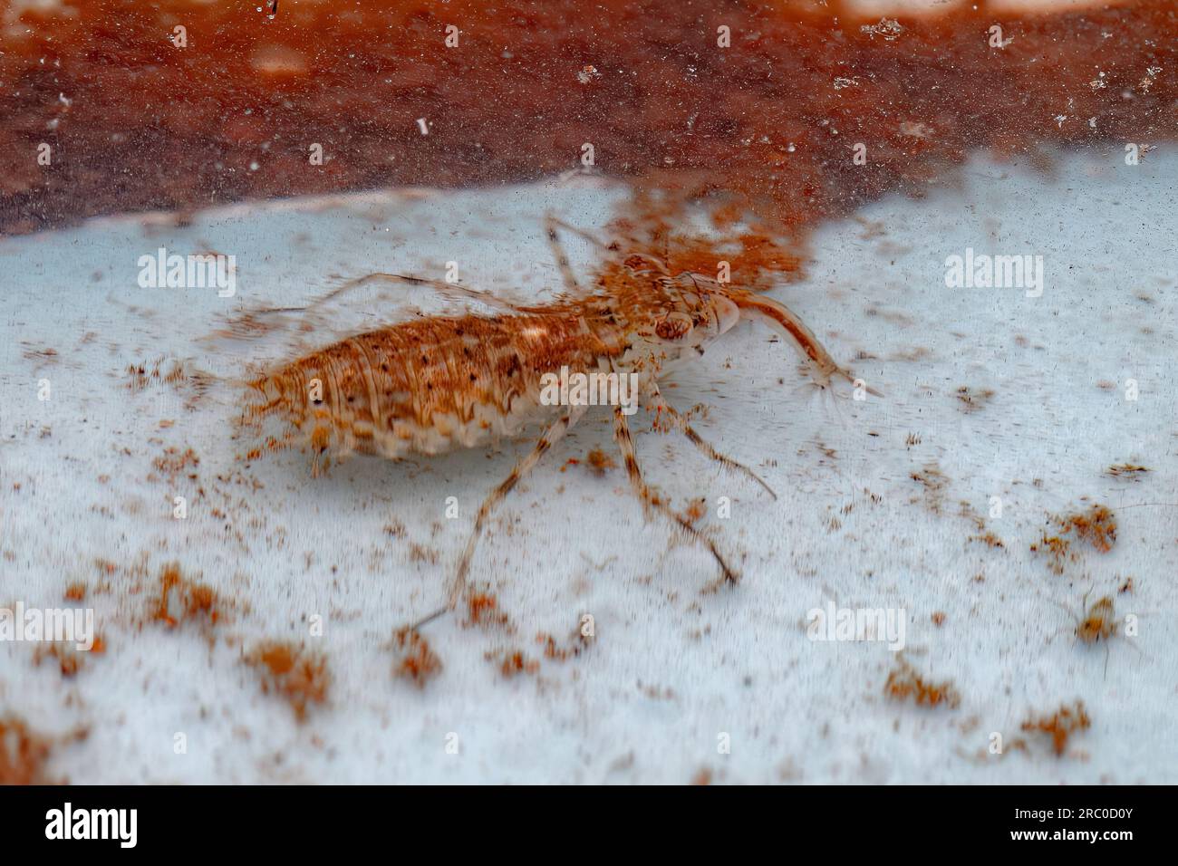 Small Dragonfly Nymph Insect of the Order Odonata preying on a Culicine ...