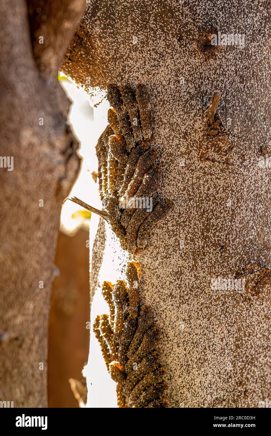 lemon tree trunk full of Citrus Snow Scale Insect and New World Giant Swallowtail Caterpillars Stock Photo