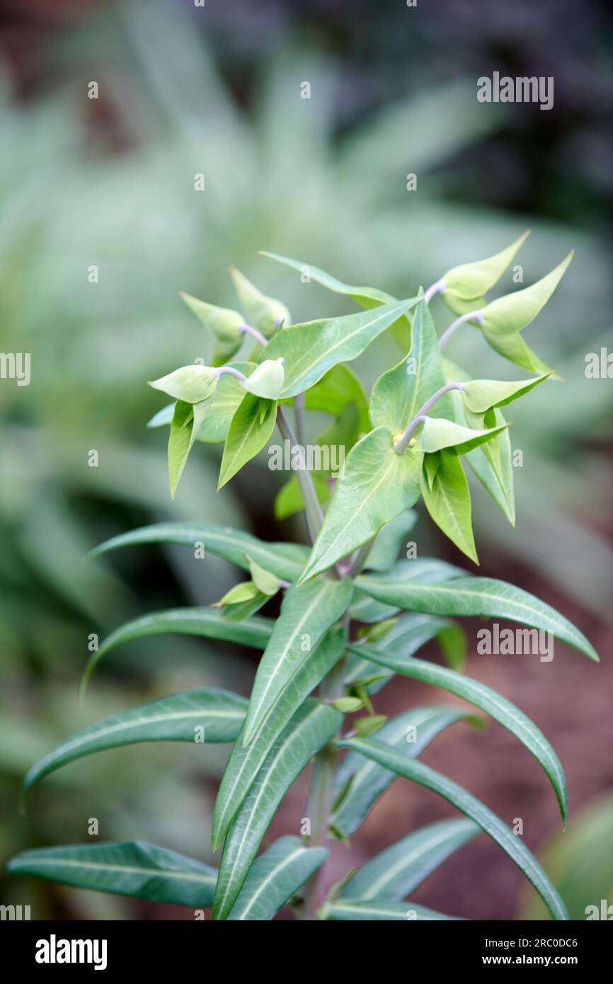Caper spurge (Euphorbia lathyris) also known as Gopher spurge, Sassy Jack Stock Photo