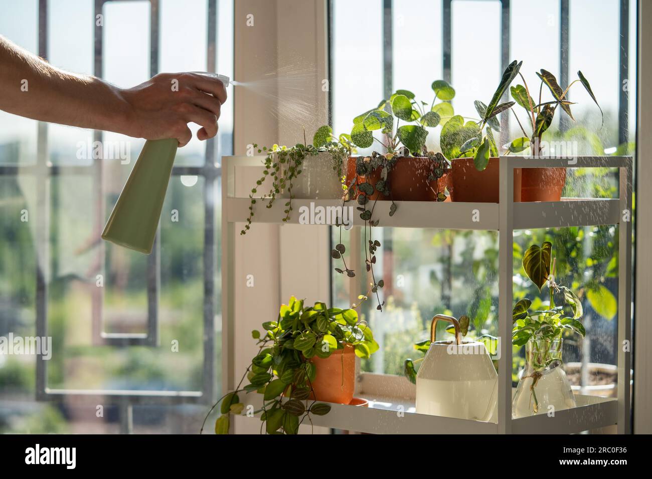 Man spraying sprouts of plant in terracotta pot, sprays water on small houseplant in flowerpot.  Stock Photo