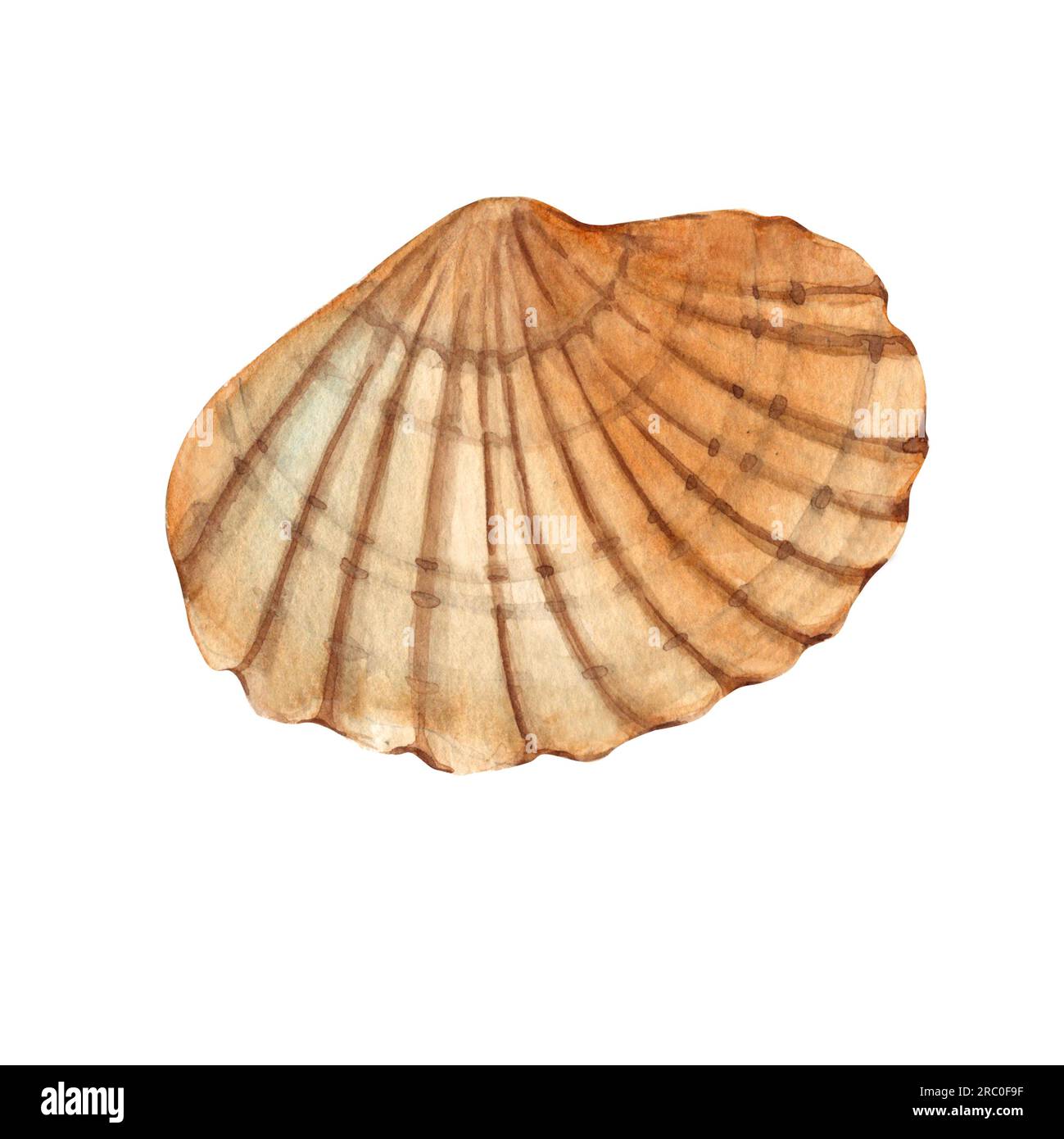 Watercolor hand drawn sea shell isolated on white background. Marine ...