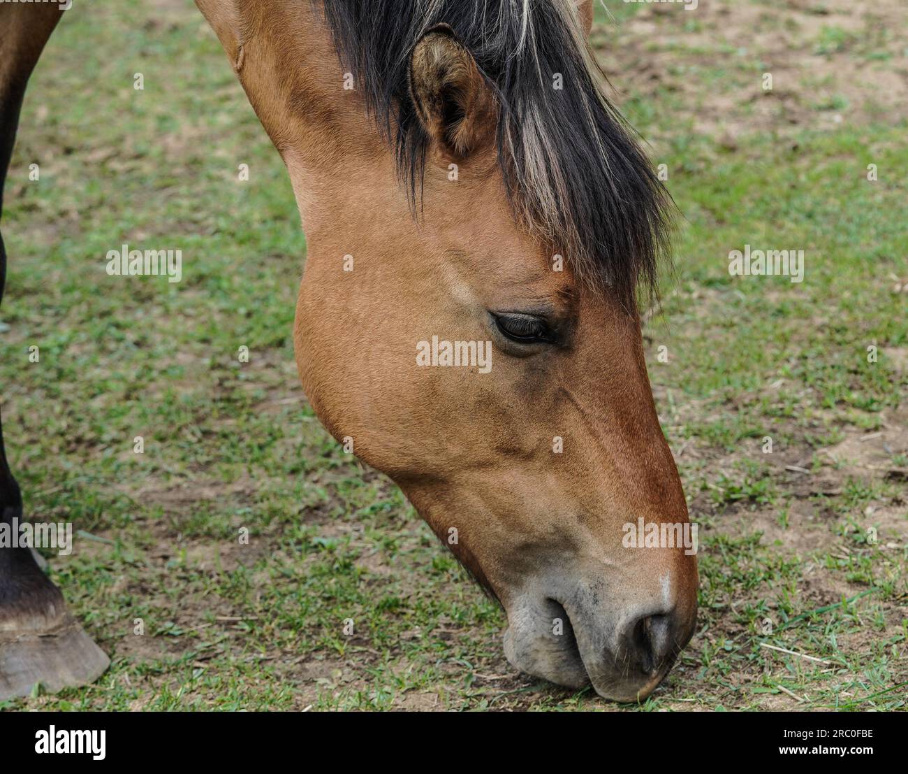 The Endangered Ojibwe Horse or Lac La Croix Indian Pony eating Stock