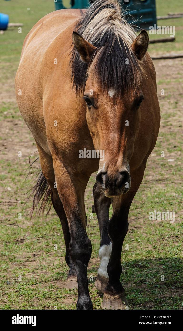 The Endangered Ojibwe Horse or Lac La Croix Indian Pony, front Stock