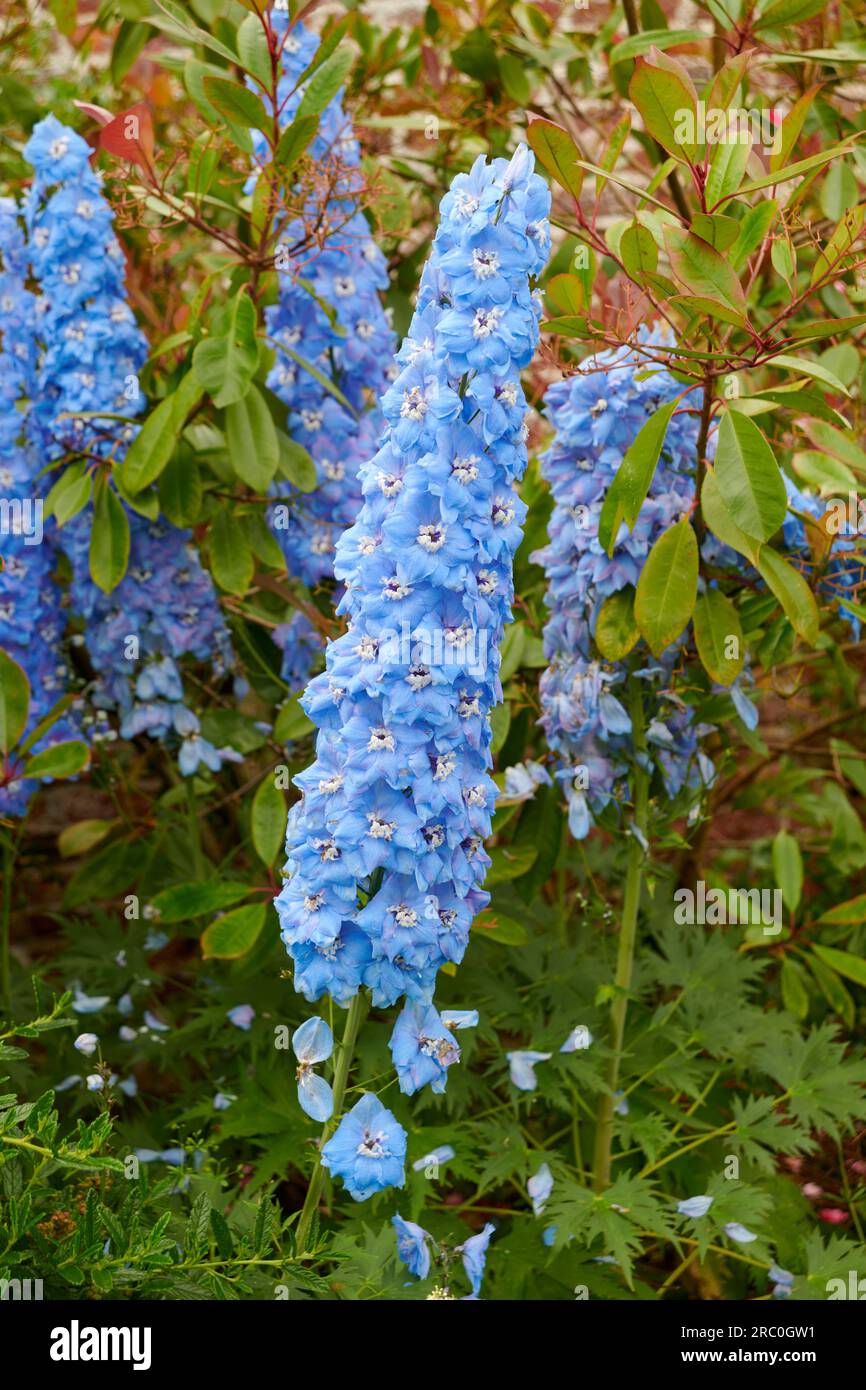 English garden border full of Blue Delphinium (Delphinium elatum ...
