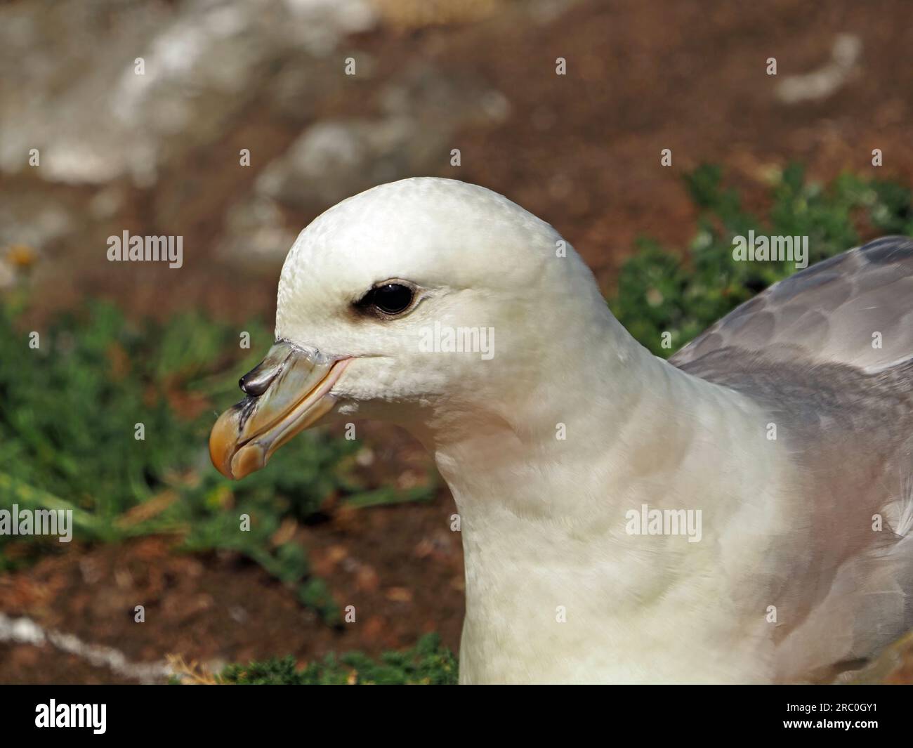 Northern Fulmar (Fulmarus glacialis), fulmar, or Arctic fulmar nesting on cliff ledge in Northumberland, England, UK Stock Photo