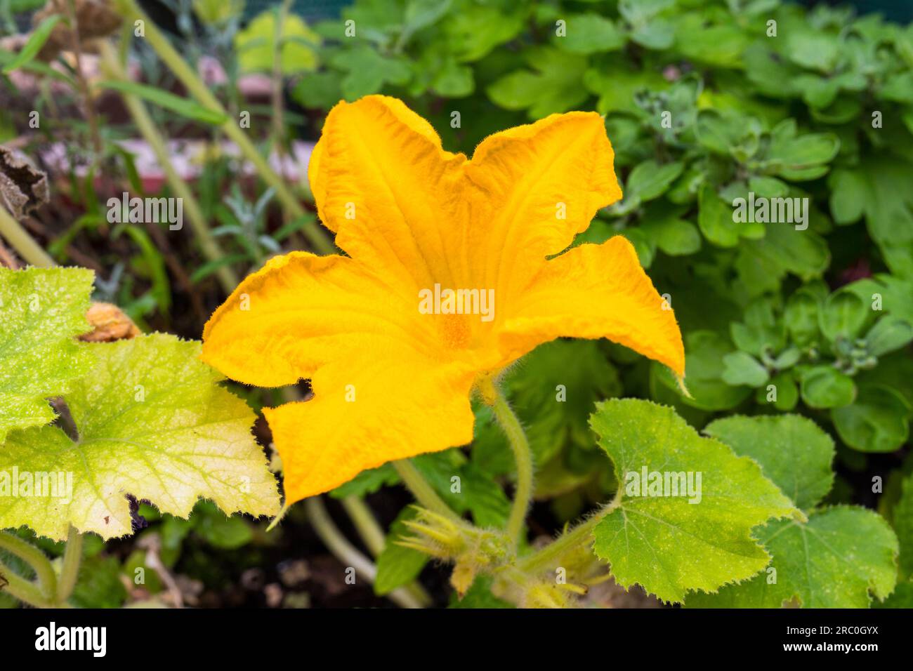 Yellow squash (Cucurbita maxima) flower in summer growing from seeds on