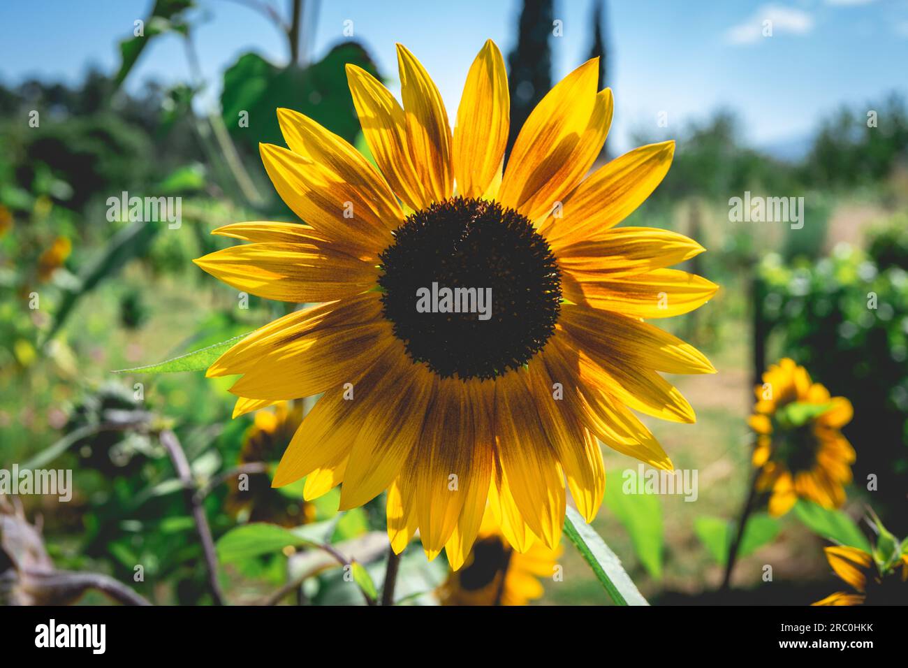 Close up sunflowers hi-res stock photography and images - Alamy