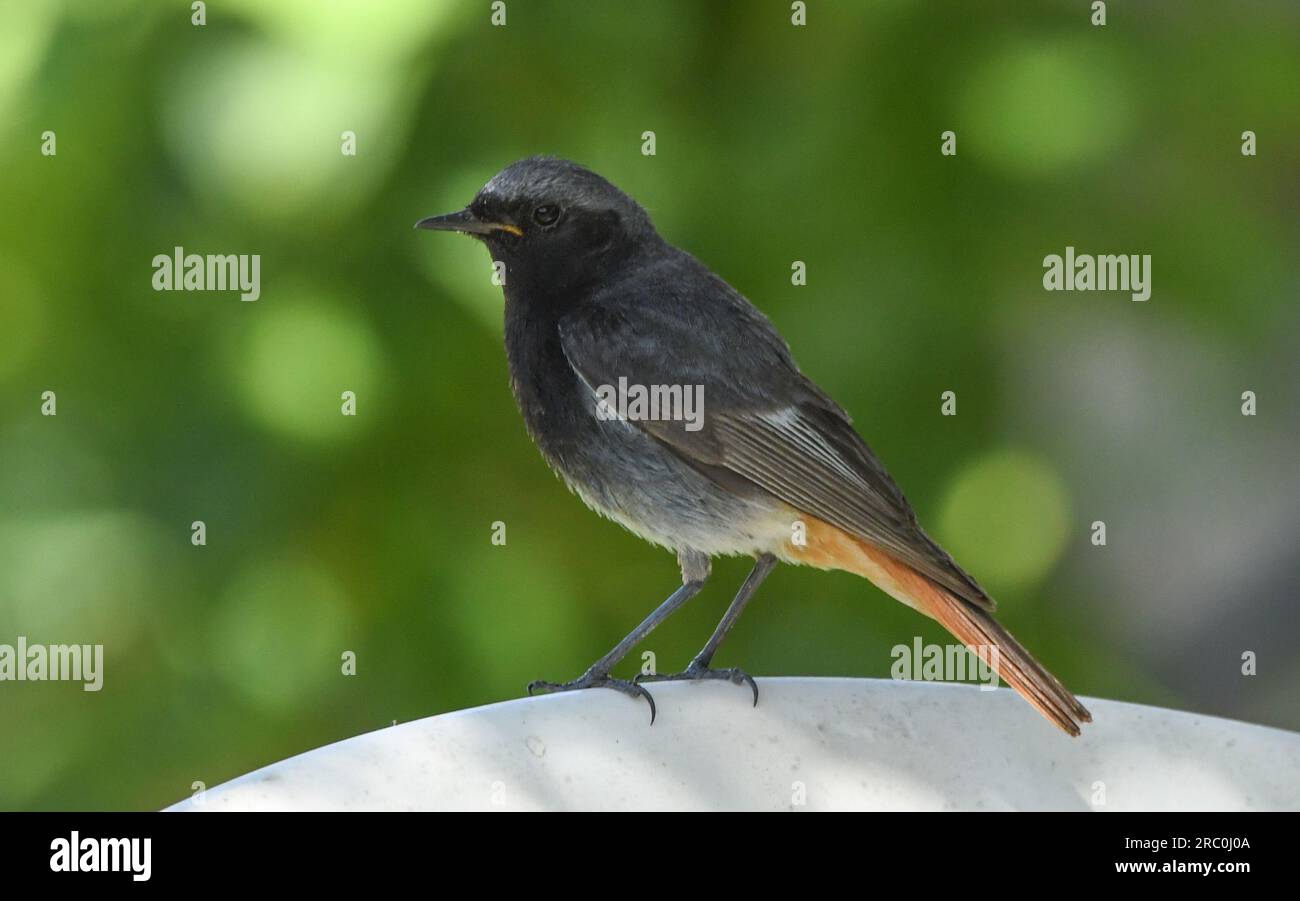Blackstart oenanthe melanura hires stock photography and images Alamy