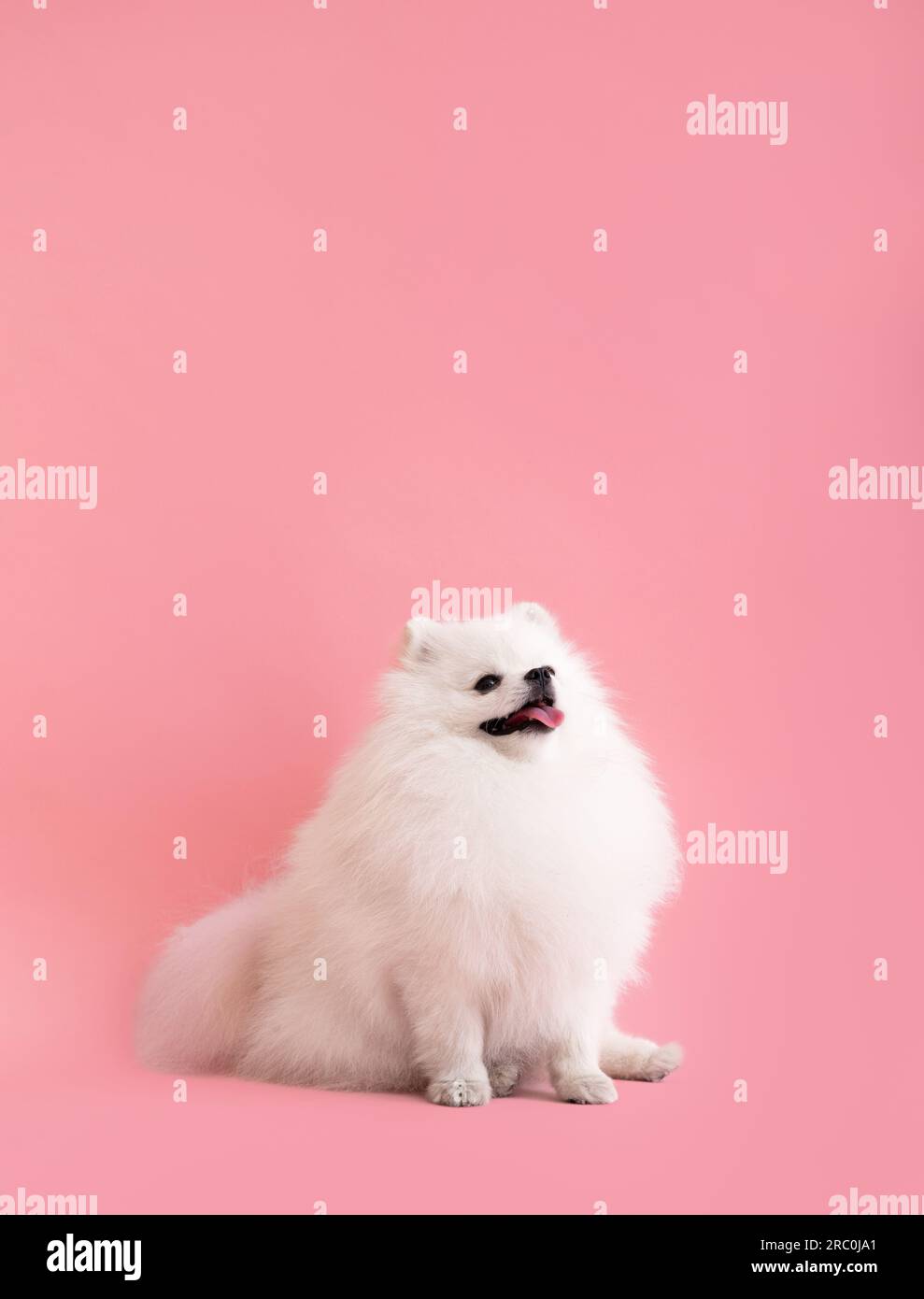 Portraite of cute fluffy puppy of pomeranian spitz. Little smiling dog sits on bright trendy pink background. Stock Photo