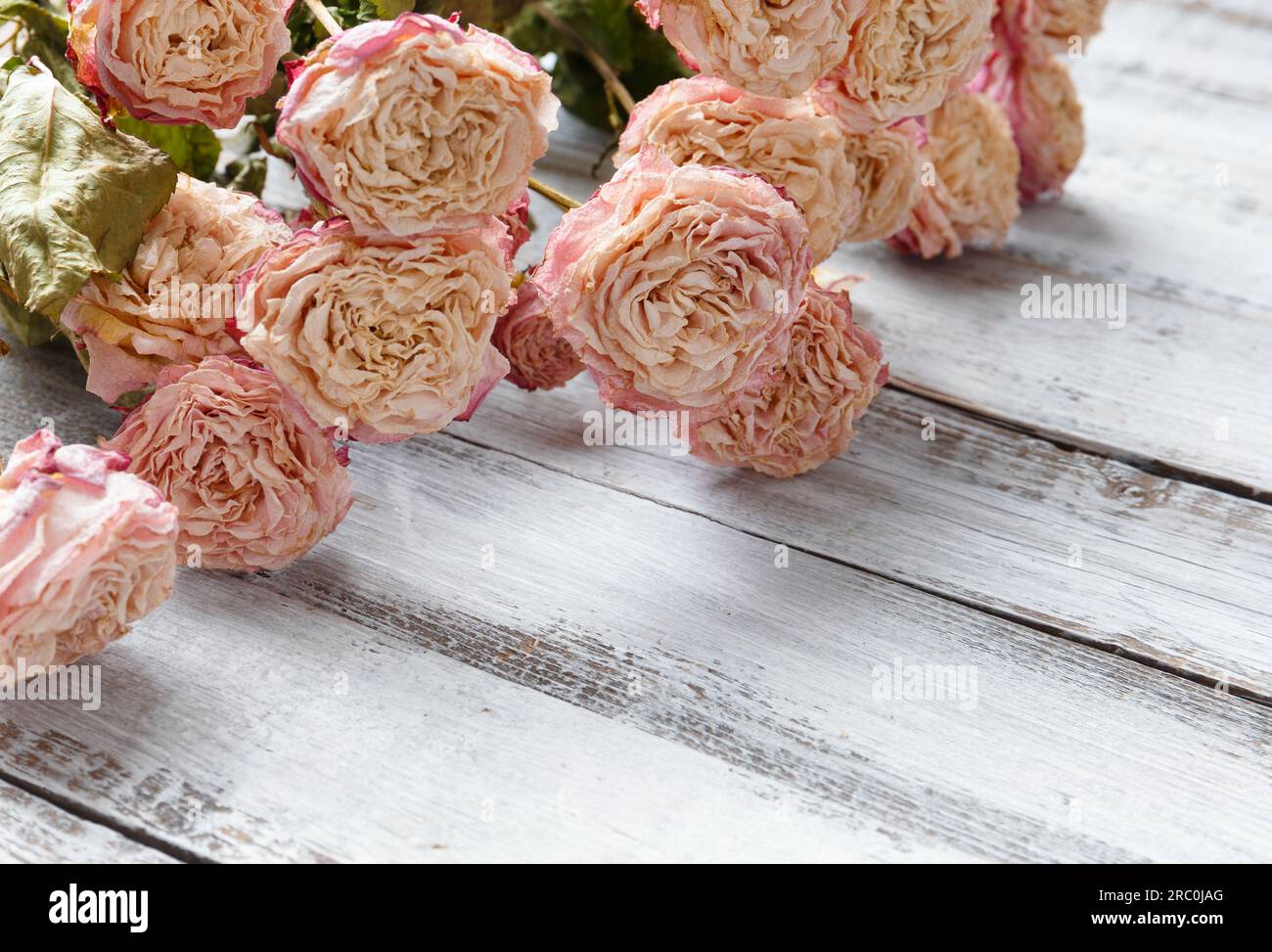 Dried rose branches on a light wooden background. The concept of loneliness or age. Unhappy love. A loss. Sadness. Stock Photo