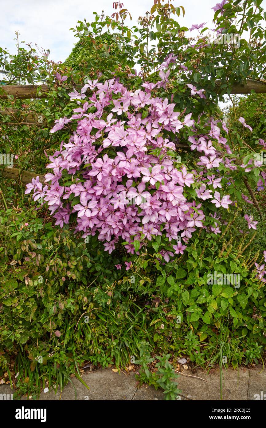 Flowering pink 'Nelly Moser' clematis hybrid, large flowers growing