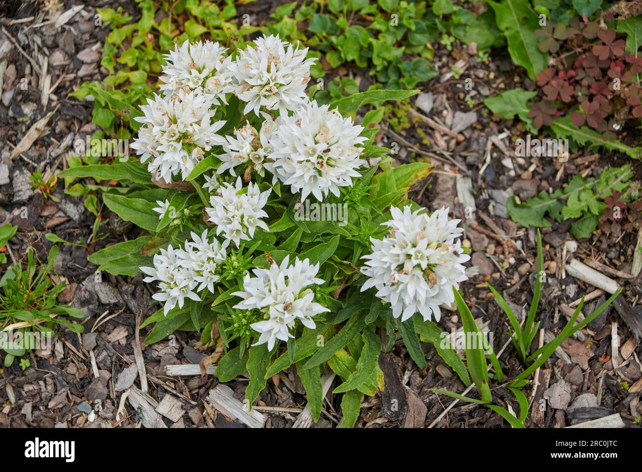 Campanula 'alba' ( Campanula glomerata 'alba') Clustered Bellflower flowering during the summer months. Stock Photo