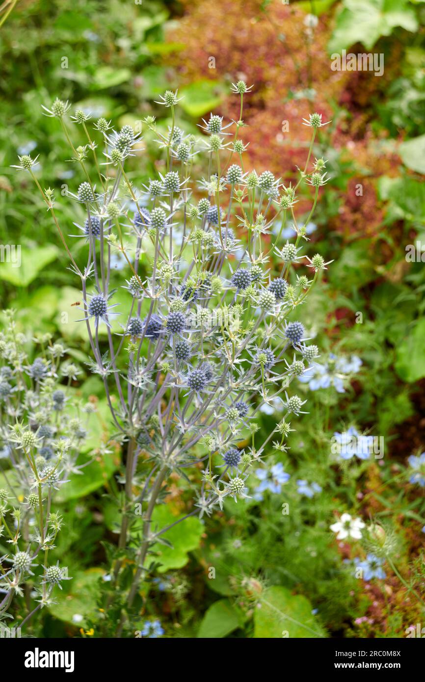 English cottage garden with a Blue eryngo, Eryngium planum Stock Photo
