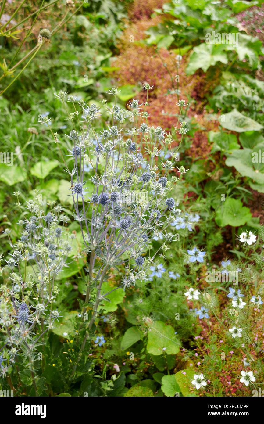 English cottage garden with a Blue eryngo, Eryngium planum Stock Photo