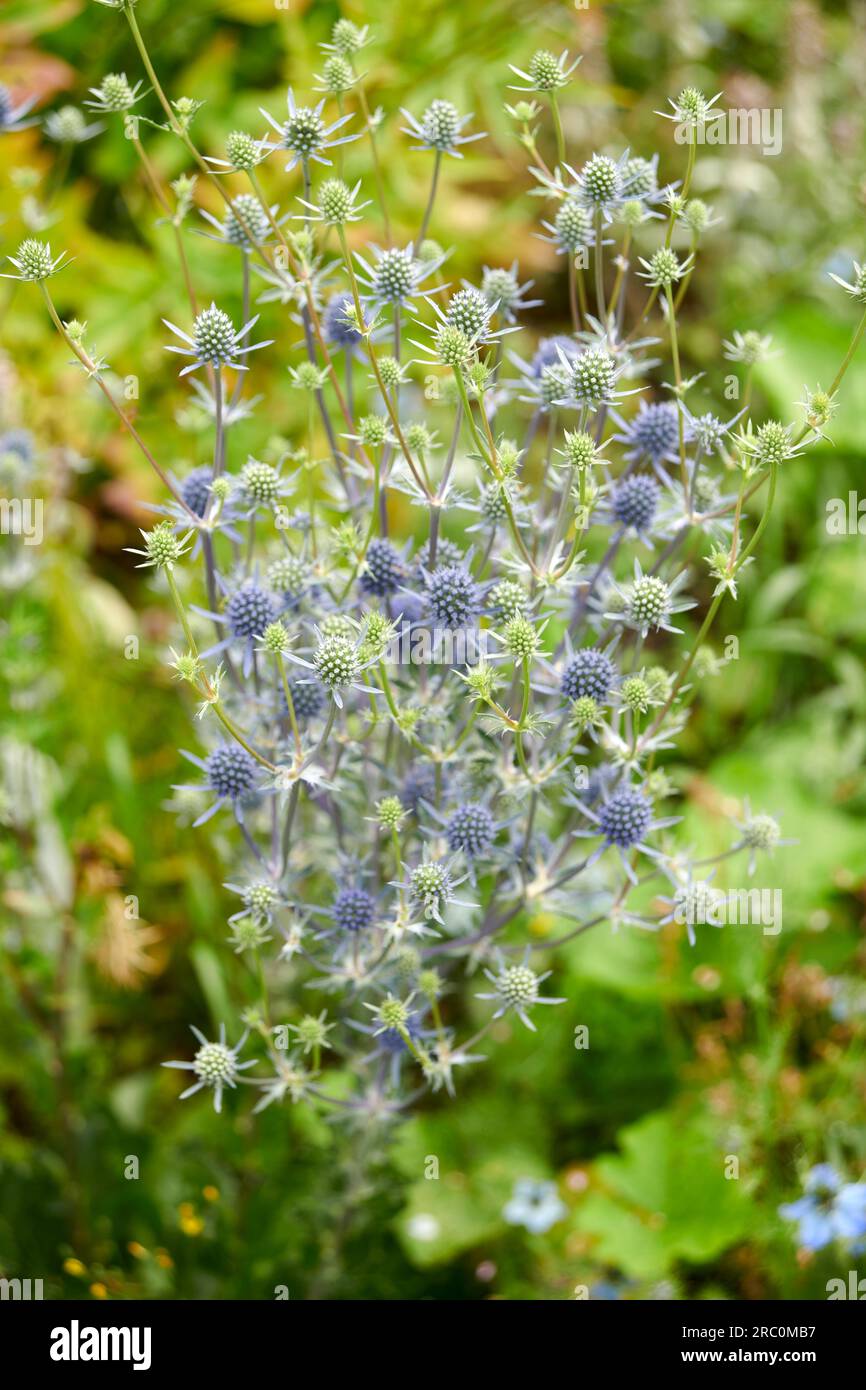 English cottage garden with a Blue eryngo, Eryngium planum Stock Photo