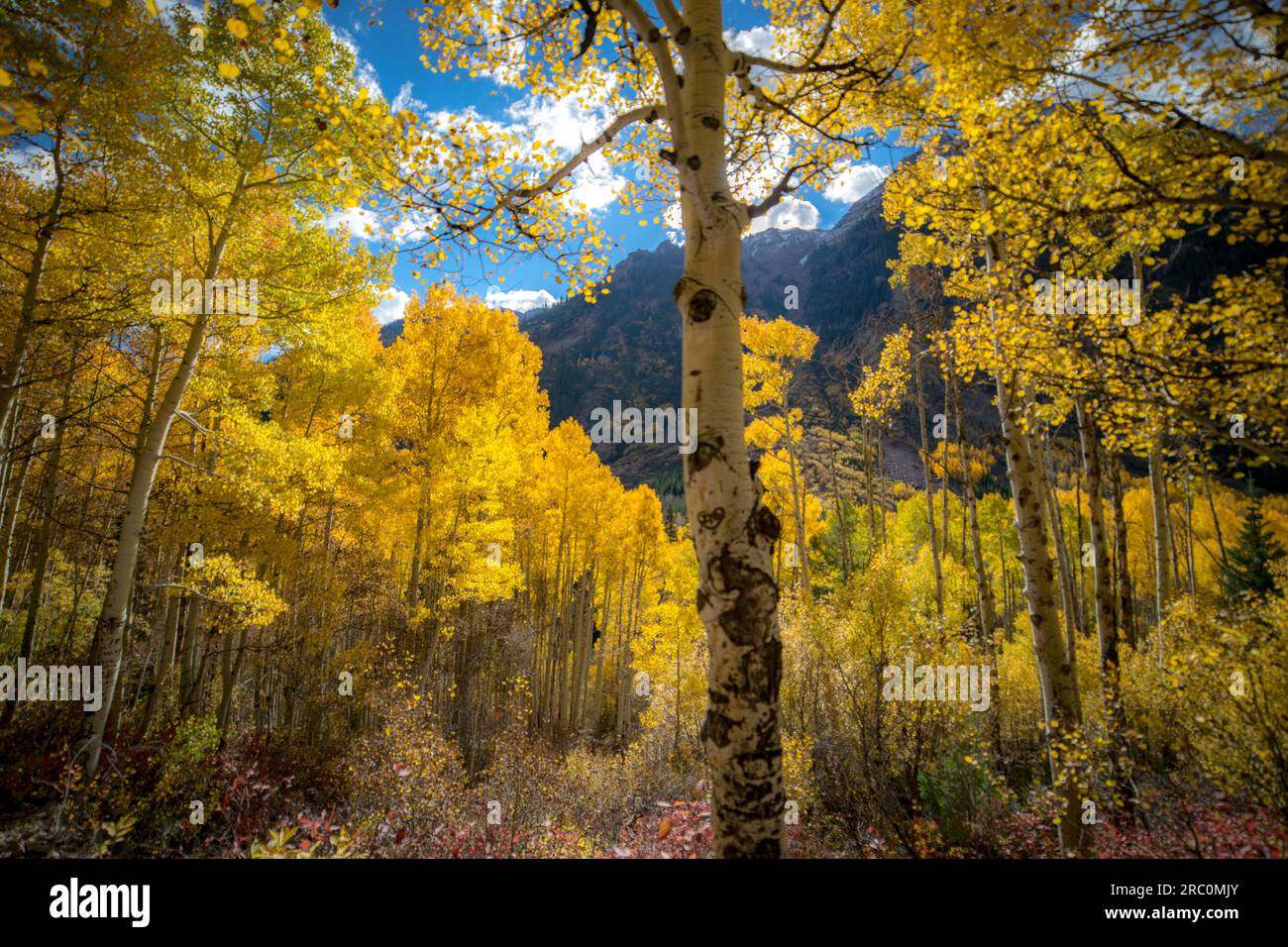 Aspen Trees in Autumn | Maroon Bells, Aspen, Colorado, USA Stock Photo ...