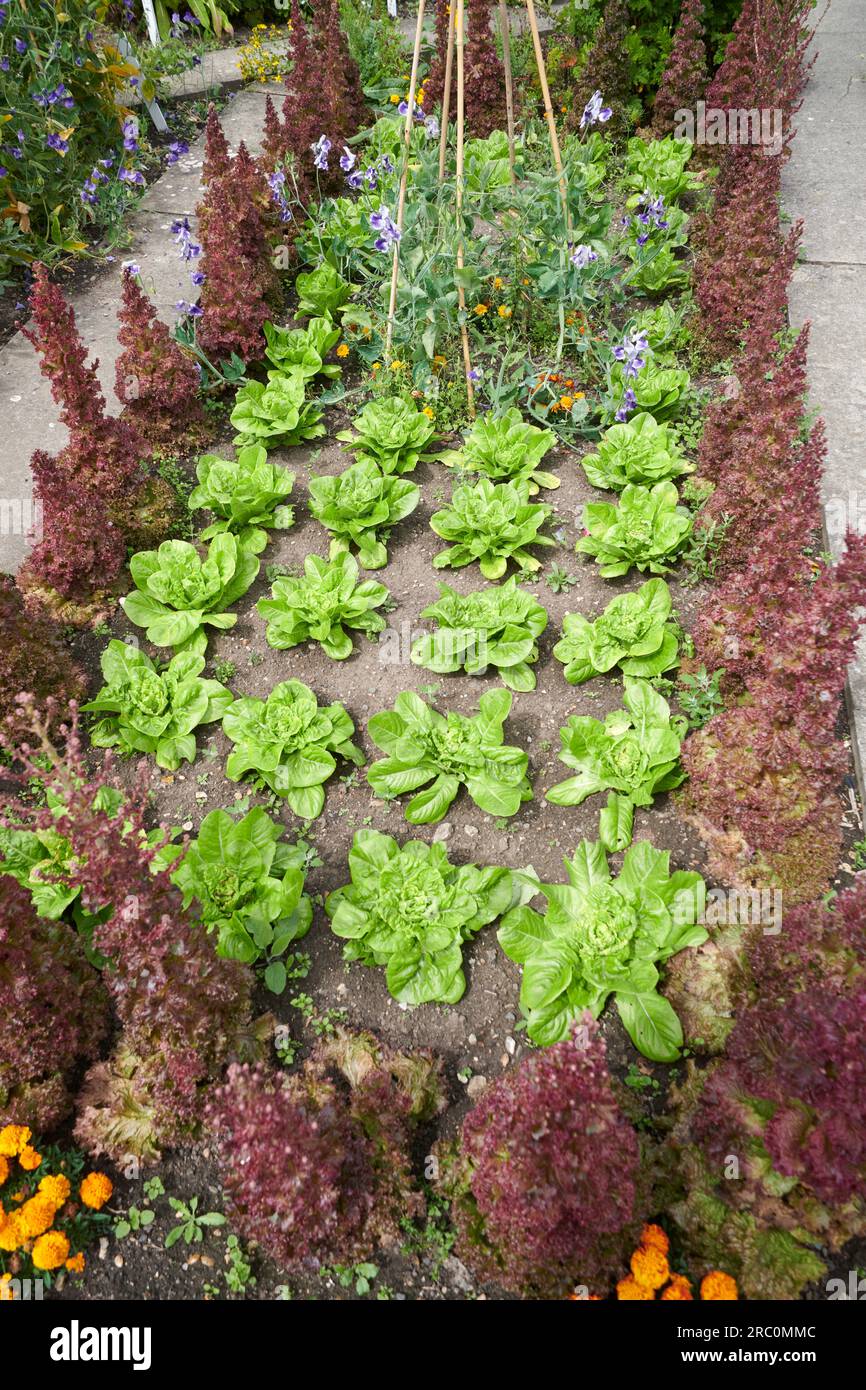 Winter Density Lettuce growing in rows on an allotment surrounded by