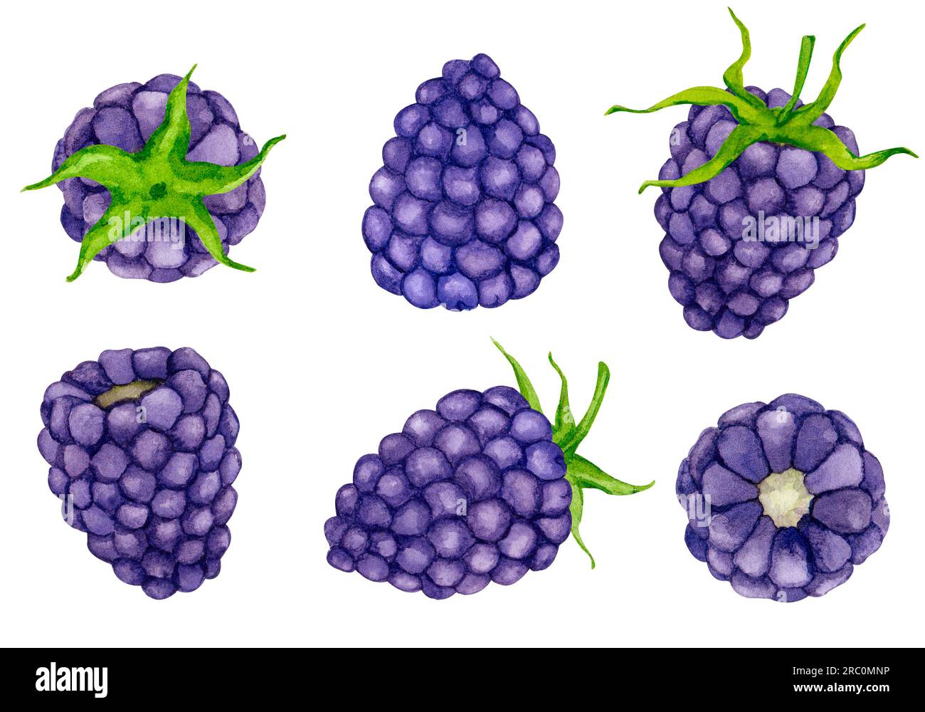 Watercolor blackberry set isolated on white background. Design elements for packaging, logo, cards, etc. Stock Photo