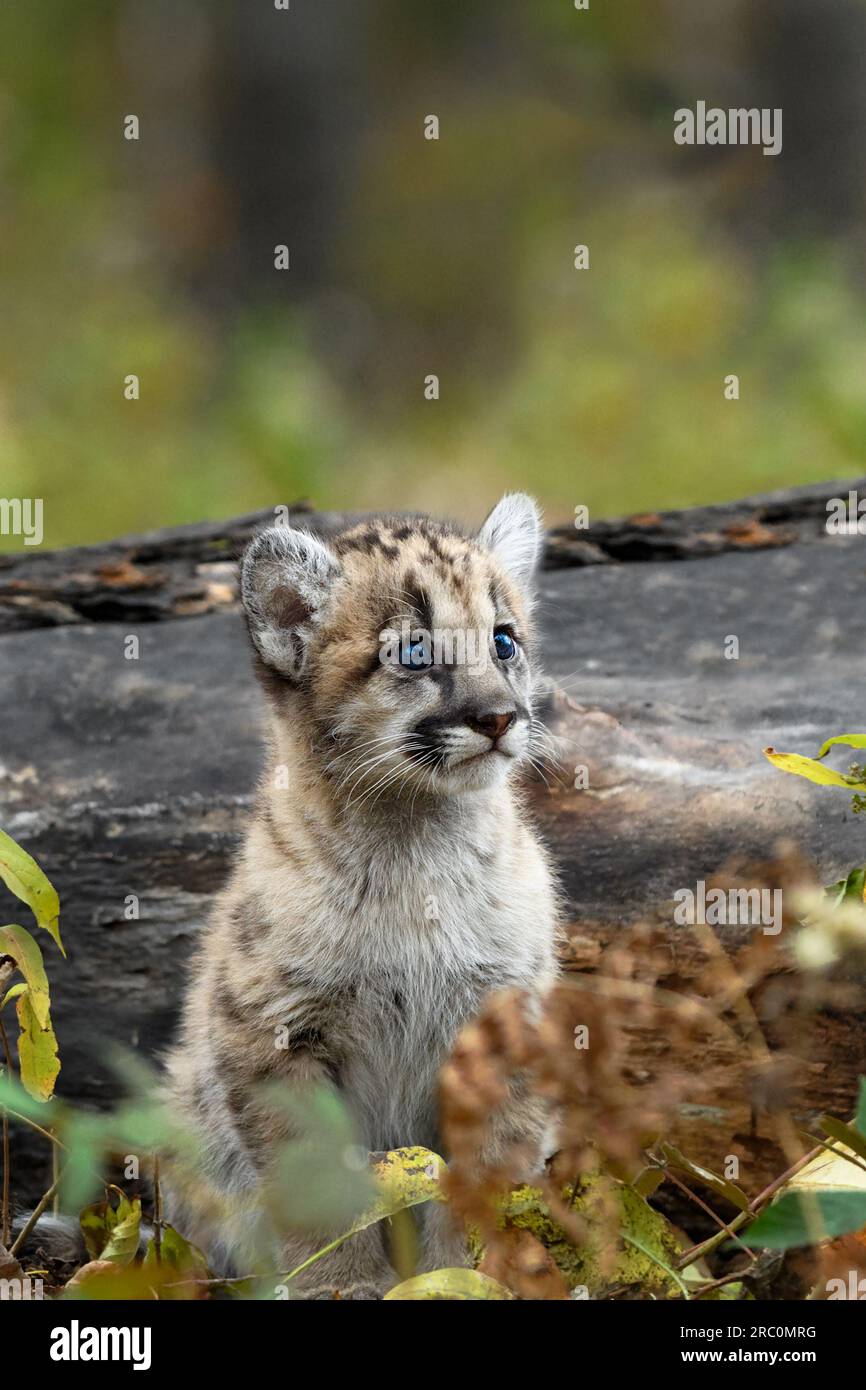 Cougar Kitten (Puma concolor) Sits in Front of Log Autumn - captive animal Stock Photo