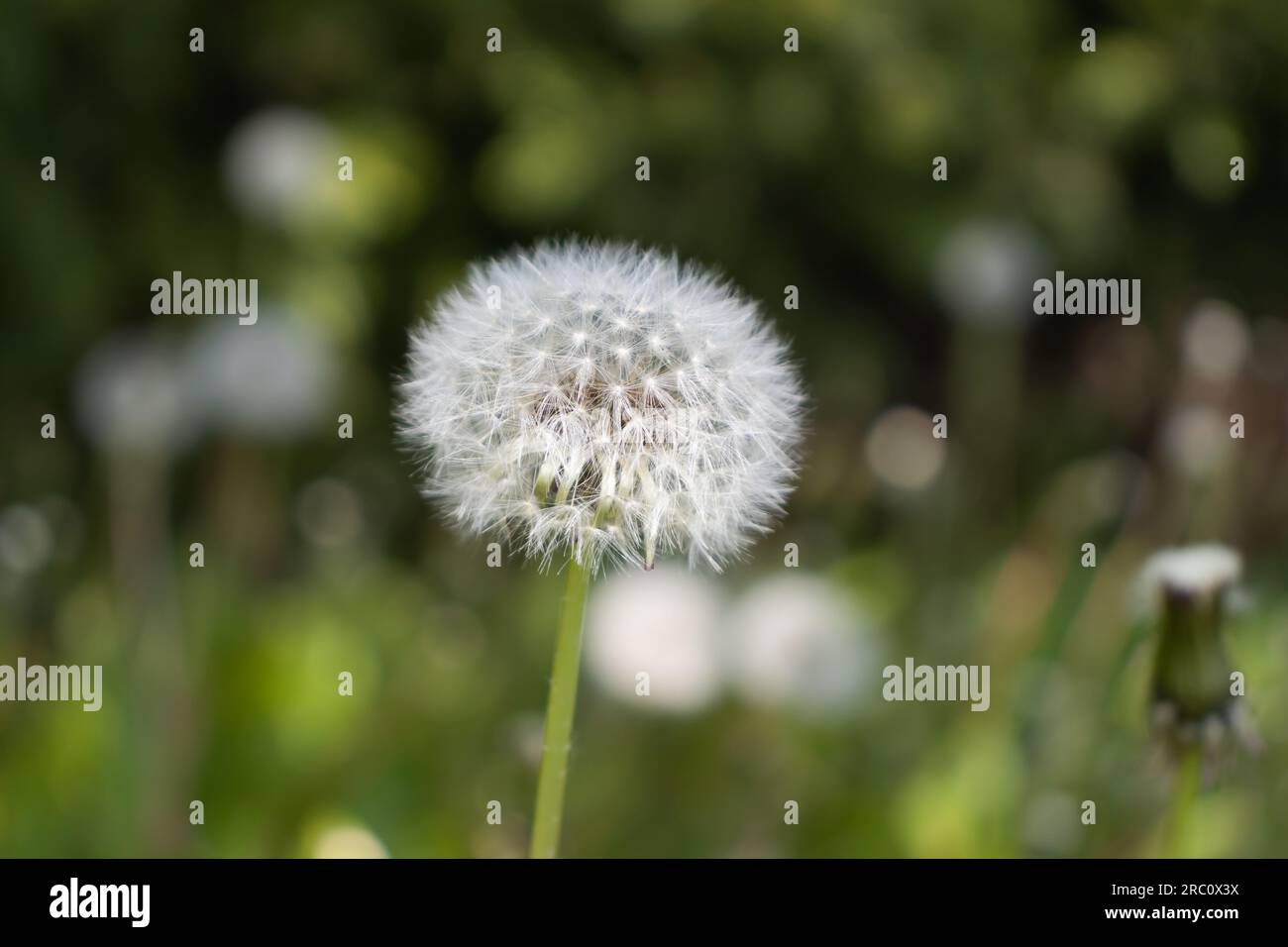 Dandelion fluff pappus seeds - close up green background. Taken in Toronto, Canada. Stock Photo