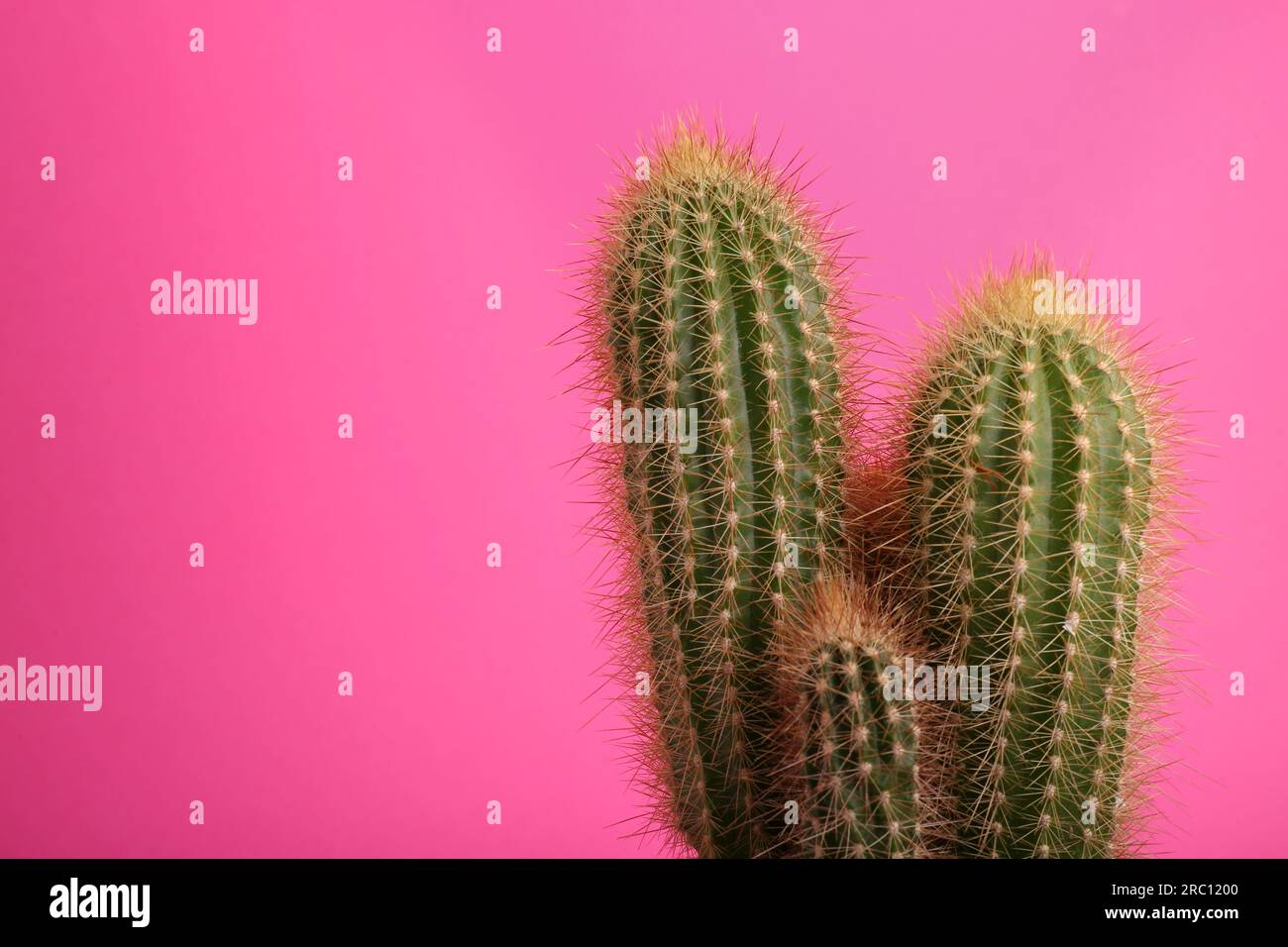 Beautiful green cactus on pink background, space for text. Tropical plant Stock Photo