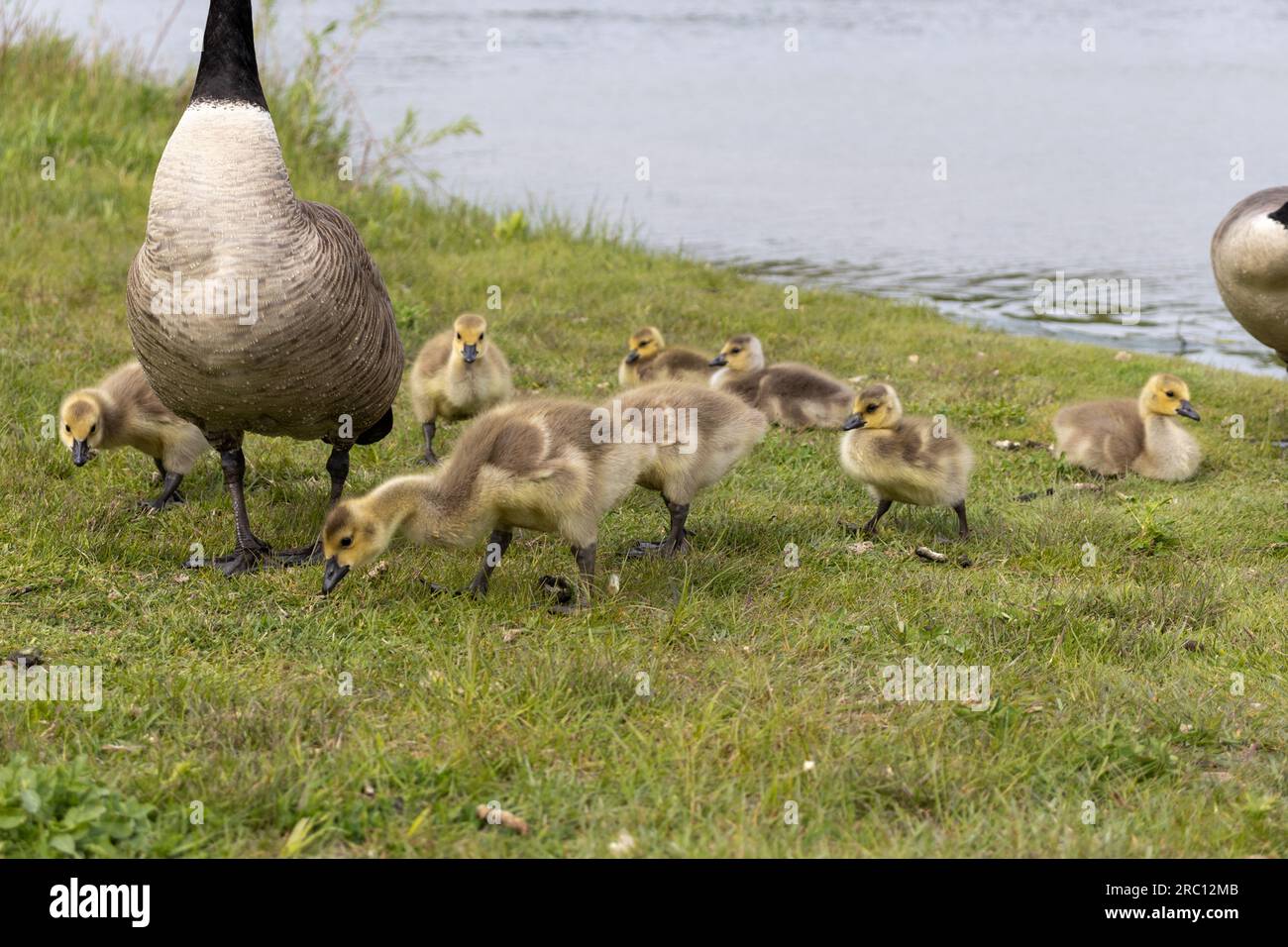 Baby geese flock - geese eating - cute canadian geese - tiny cute baby geese - water background. Taken in Toronto, Canada. Stock Photo