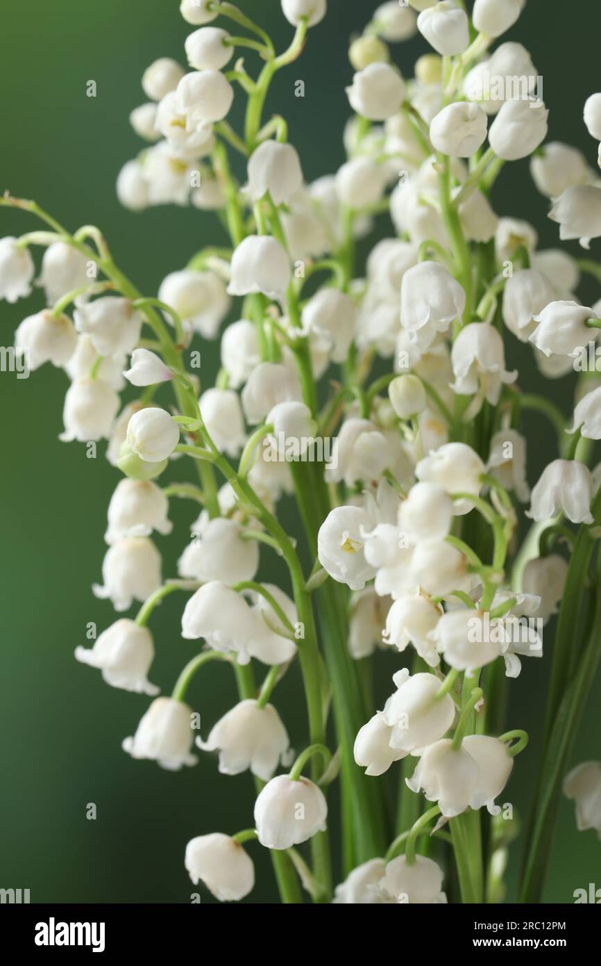Beautiful lily of the valley flowers on blurred green background ...