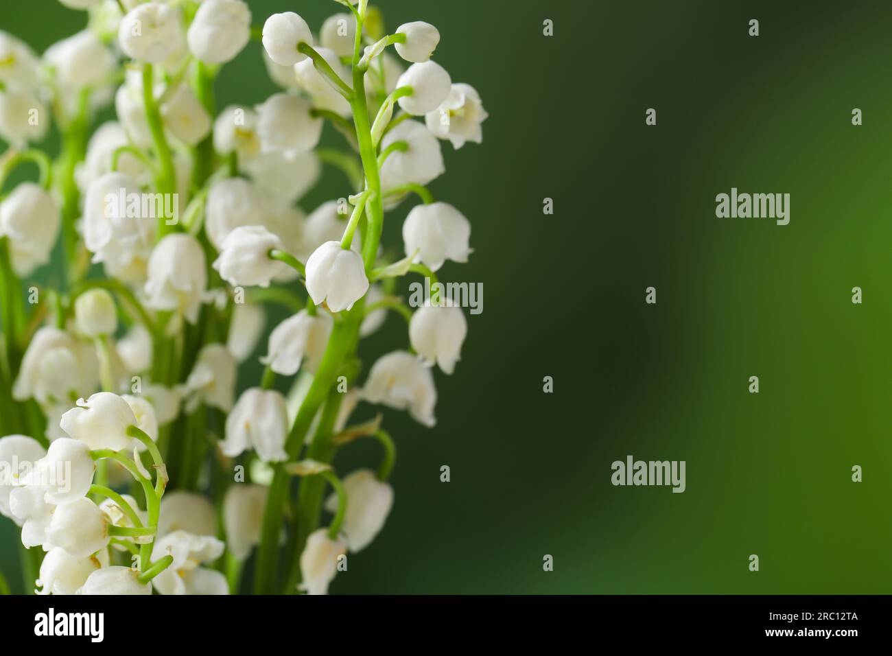 Beautiful lily of the valley flowers on blurred green background ...