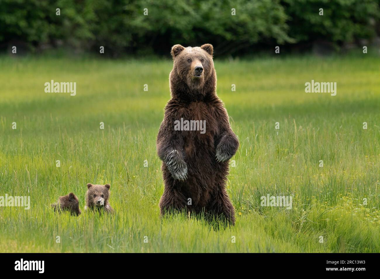 Brown bear sow with cubs Stock Photo - Alamy