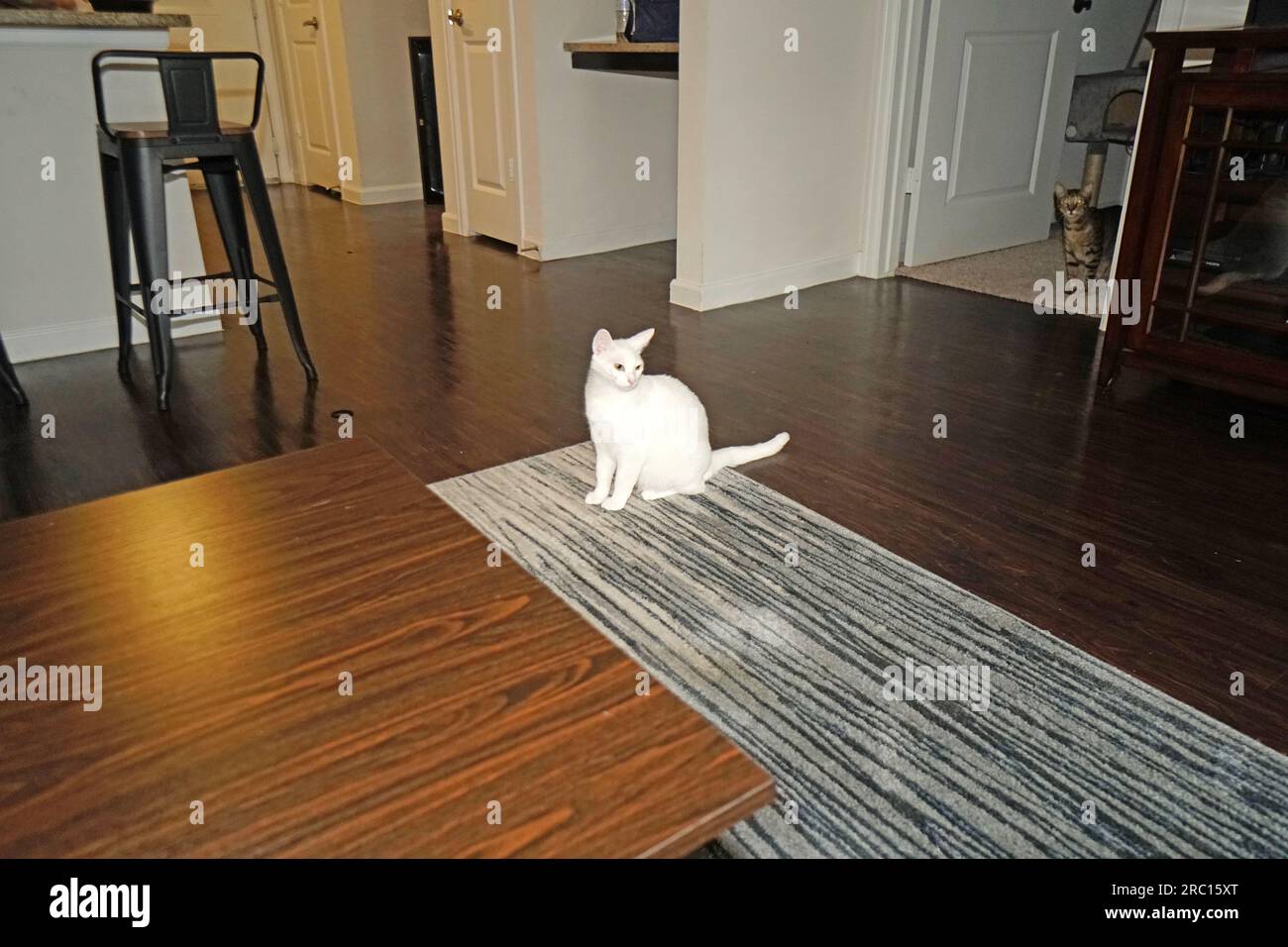 White Cat Stock Photo