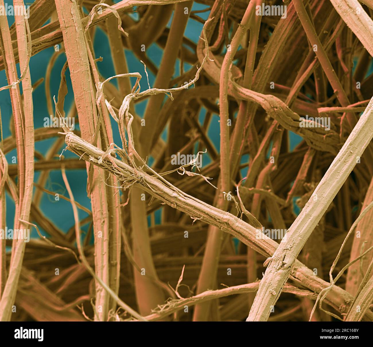 Jute fibres, SEM Stock Photo