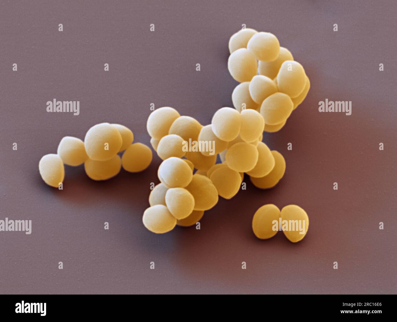 MRSA bacteria, SEM Stock Photo - Alamy