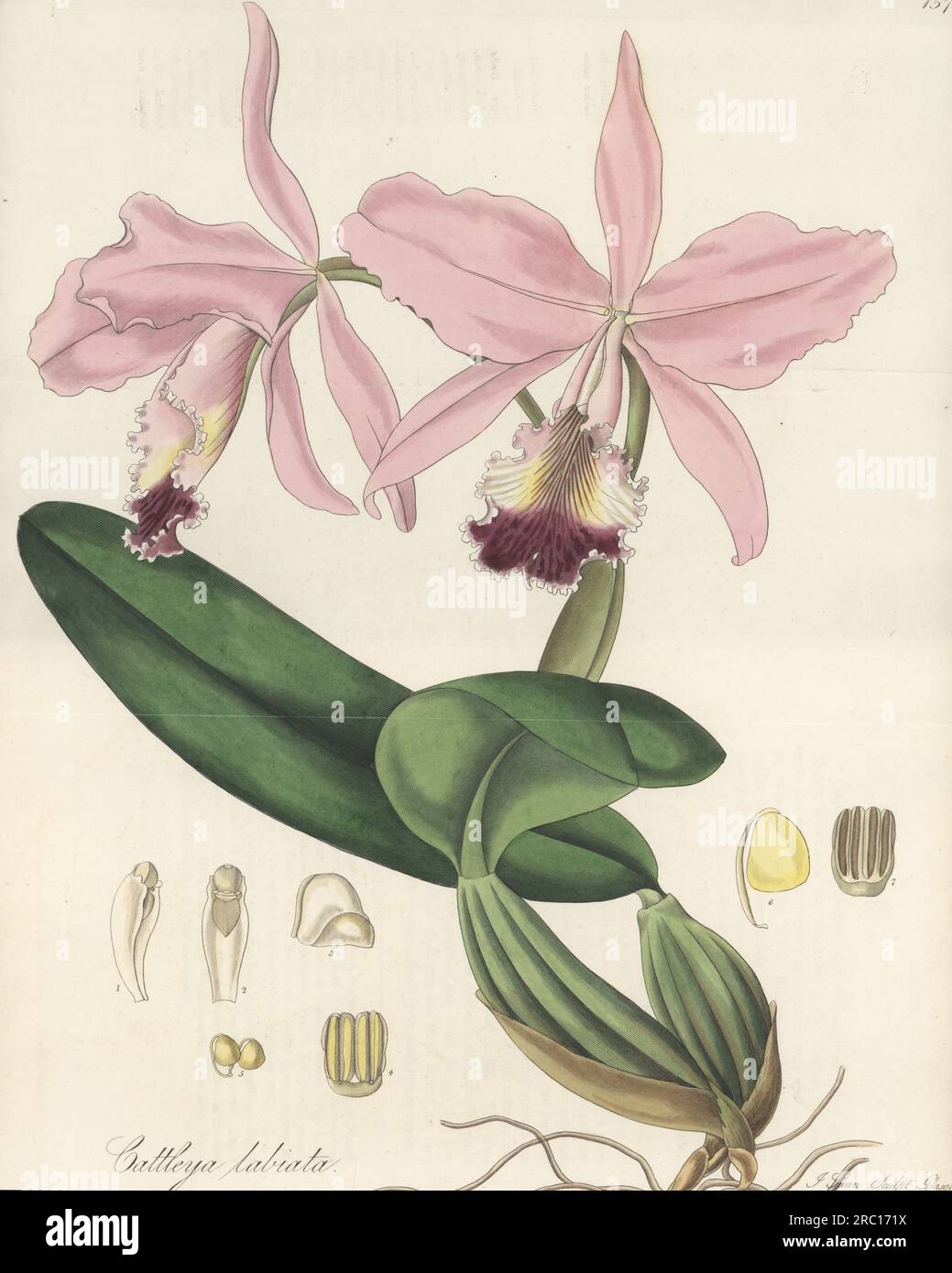 Crimson cattleya or ruby-lipped cattleya orchid, Cattleya labiata. Native to South America, sent from Brazil by English ornithologist William Swainson. Splendid-flowered catleya. Handcoloured copperplate engraving by Joseph Swan after a botanical illustration by William Jackson Hooker from his Exotic Flora, William Blackwood, Edinburgh, 1827. Stock Photo