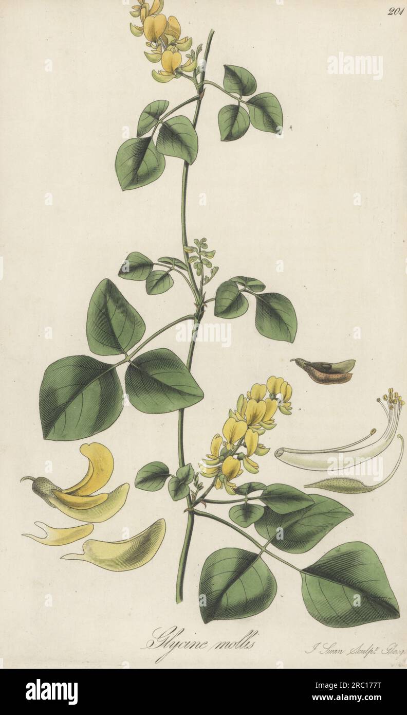 Rhynchosia malacophylla. Collected in Zanzibar by German botanist Charles Theodore Hilsenberg and Czech botanist Wenceslas Bojer, sent by Irish naturalist Charles Telfair from Mauritius. Soft-leaved glycine, Glycine mollis. Handcoloured copperplate engraving by Joseph Swan after a botanical illustration by William Jackson Hooker from his Exotic Flora, William Blackwood, Edinburgh, 1827. Stock Photo