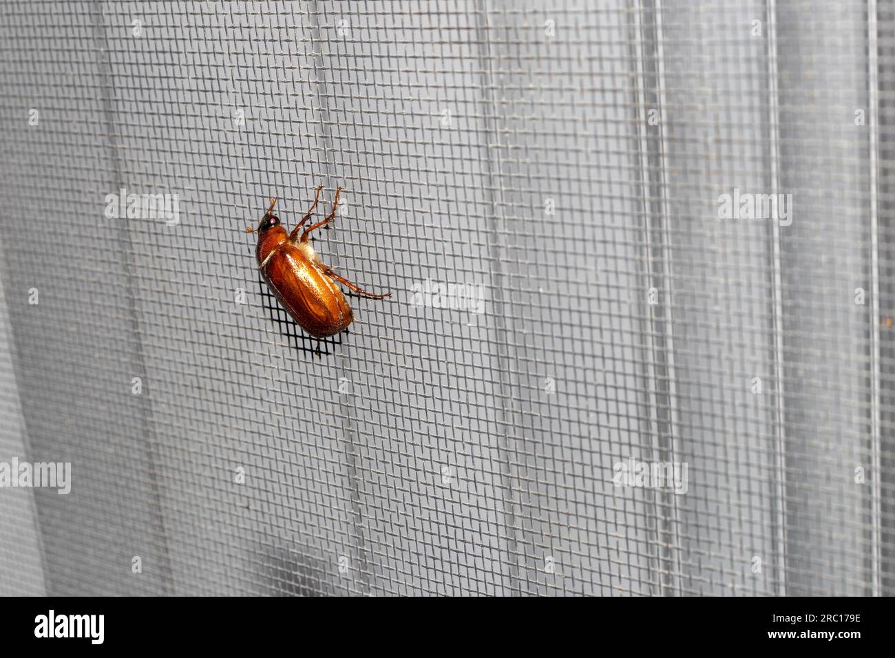 May beetle - red beetle - window screen background. Taken in Toronto ...