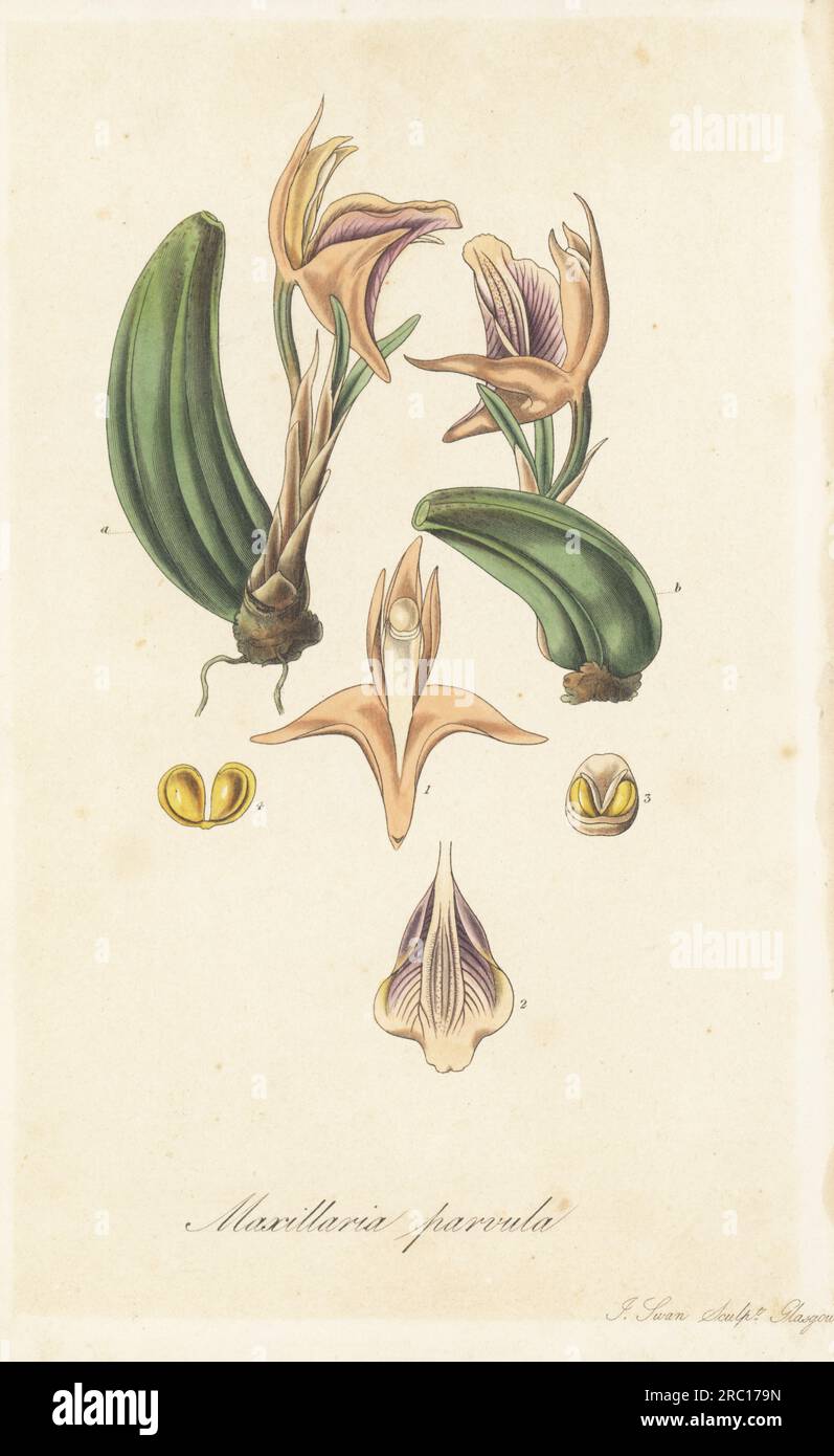 Small maxillaria, Maxillaria parvula. Parasitic orchid native to Brazil, discovered by Arnold Harrison in the Organ Mountains, raised at orchid collector Mrs Arnold Harrison's garden at Aegsburgh (Aigburth), Liverpool. Handcoloured copperplate engraving by Joseph Swan after a botanical illustration by William Jackson Hooker from his Exotic Flora, William Blackwood, Edinburgh, 1827. Stock Photo